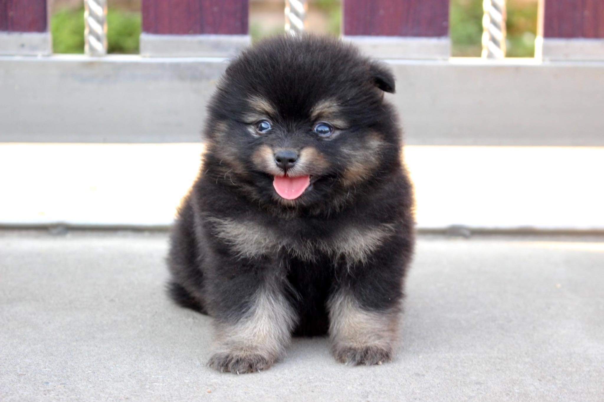 ปอมเมอเรเนียน เพศผู้ แบล็คแทน