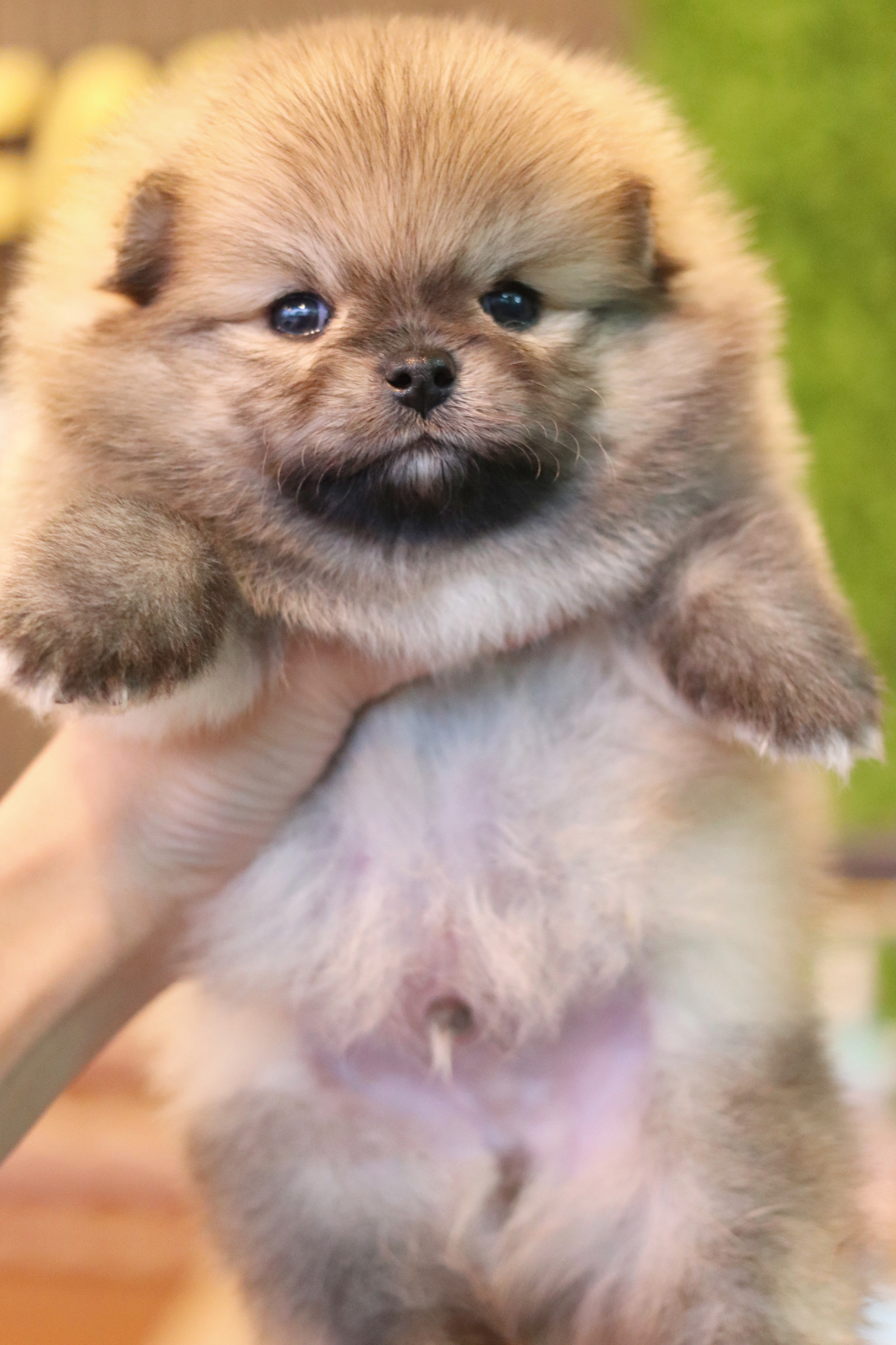 ปอมเมอเรเนียน เพศผู้ สีส้ม