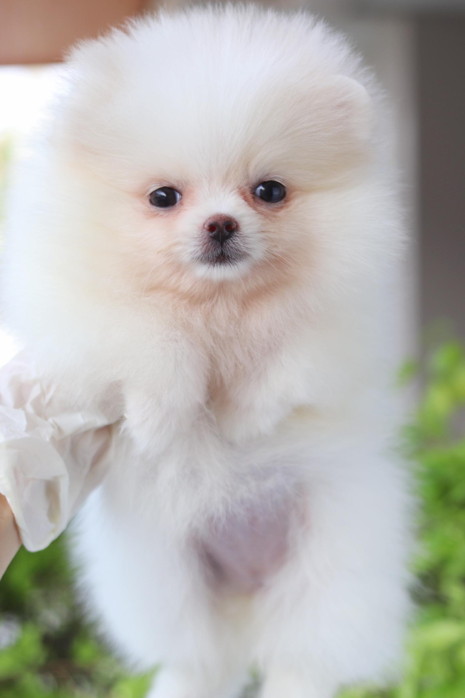 ปอมเมอเรเนียน เพศเมียสีขาวครีม