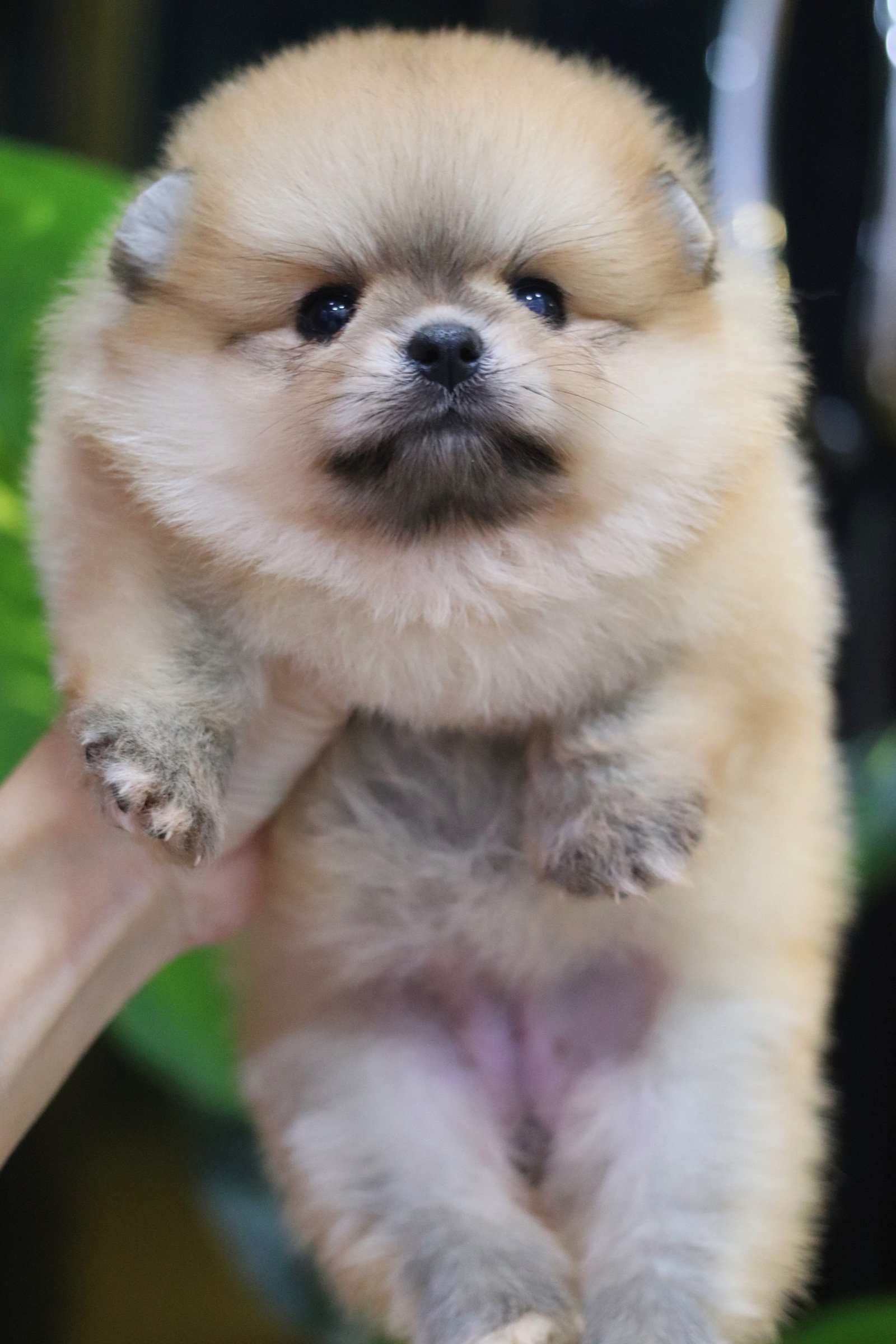 ปอมเมอเรเนียน เพศเมียสีส้ม