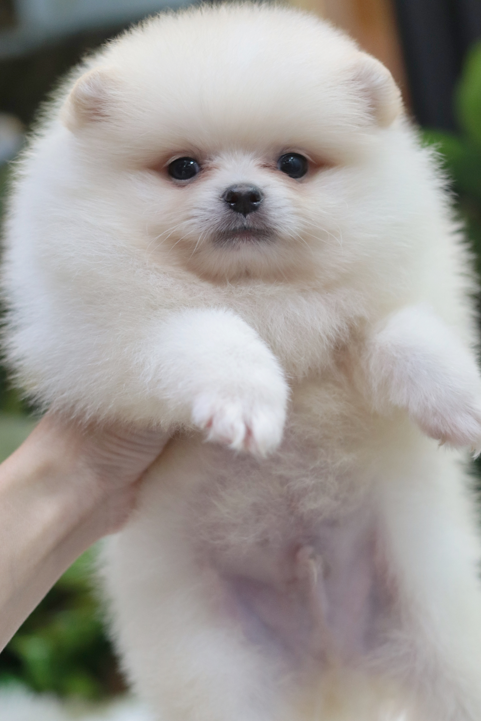 ปอมเมอเรเนียน เพศผู้ครีม