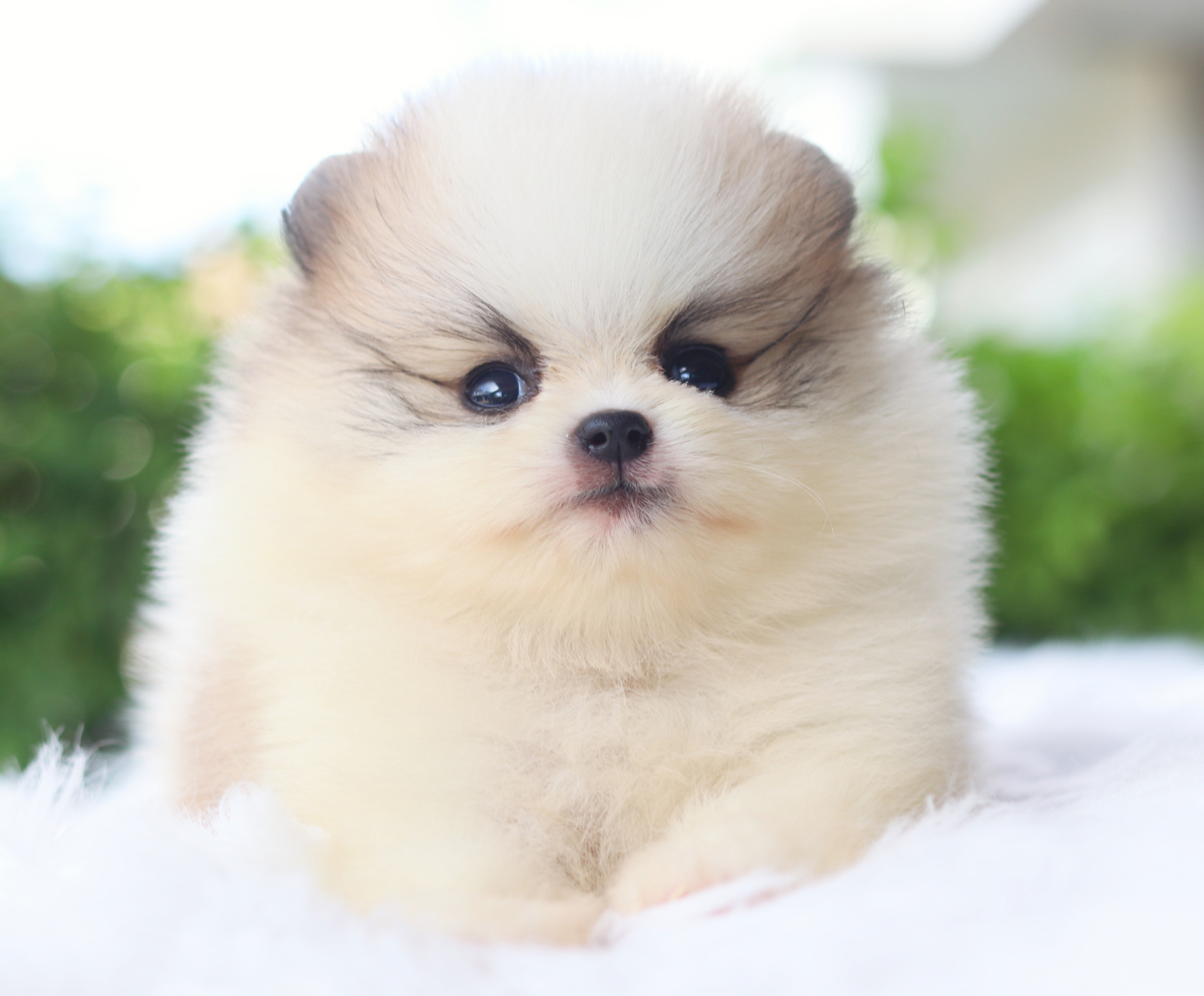 ปอมเมอเรเนียน เพศผู้สีแฟนซี