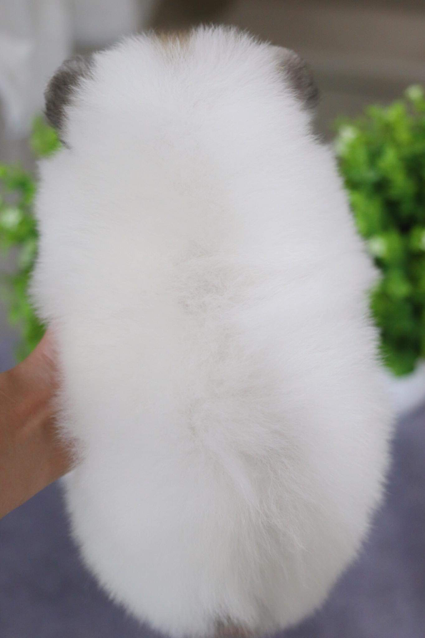 ปอมเมอเรเนียน เพศผู้