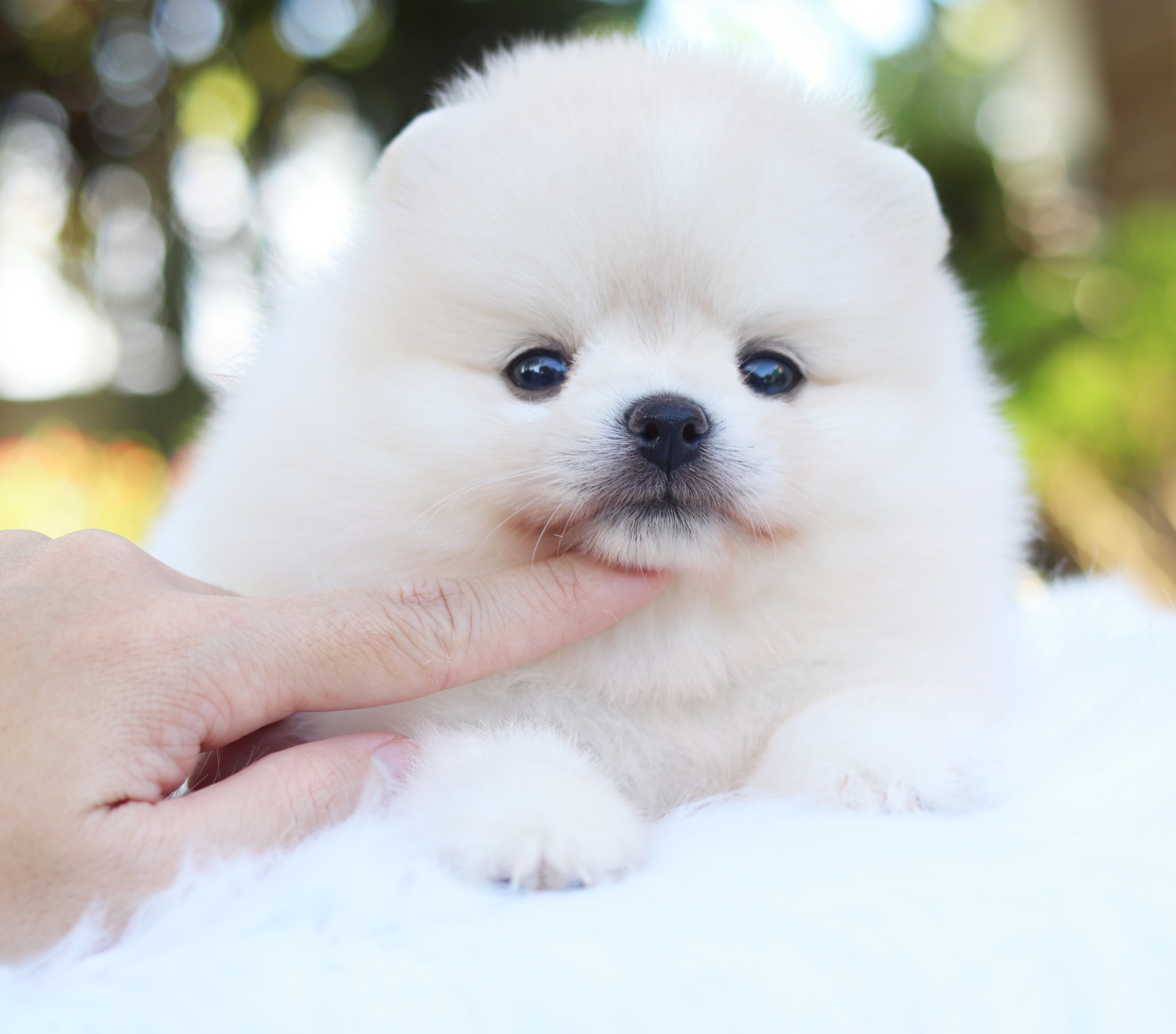 ปอมเมอเรเนียน เพศเมียสีขาวครีม