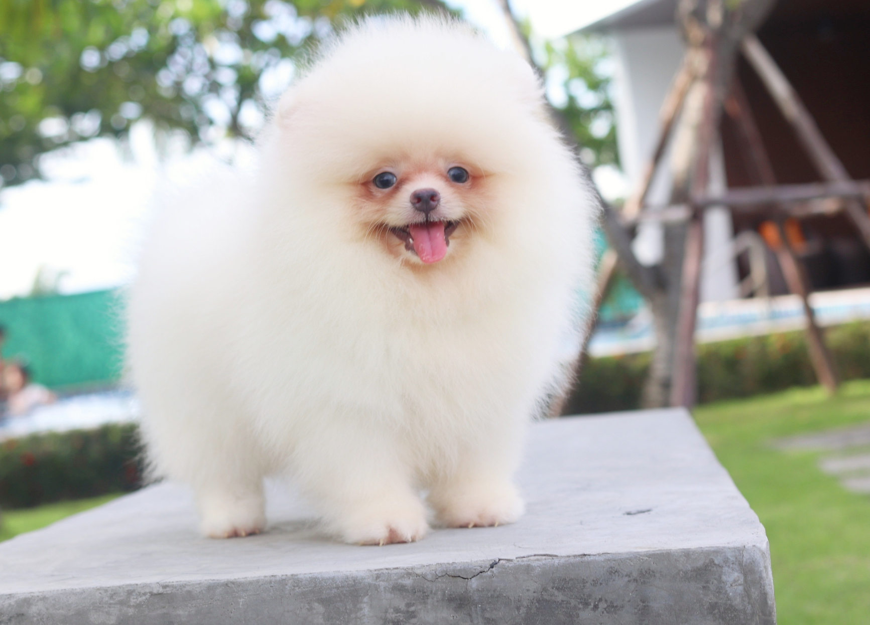 ปอมเมอเรเนียน เพศผู้ สีขาวครีม