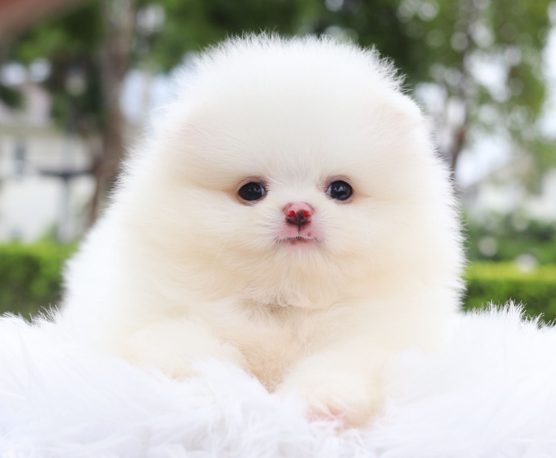 ปอมเมอเรเนียน เพศผู้สีขาวสำลีเกรดโชว์