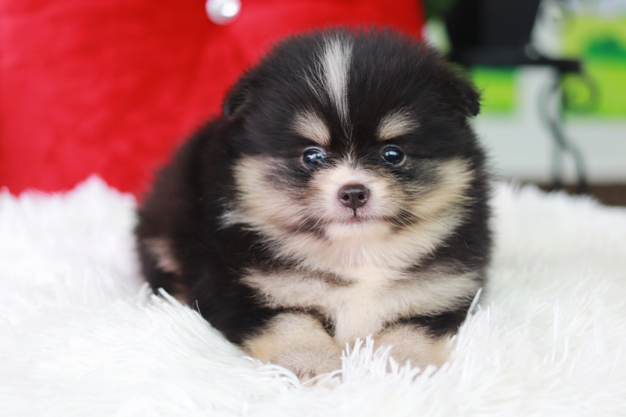 ปอมเมอเรเนียน เพศผู้ ไซส์เล็ก