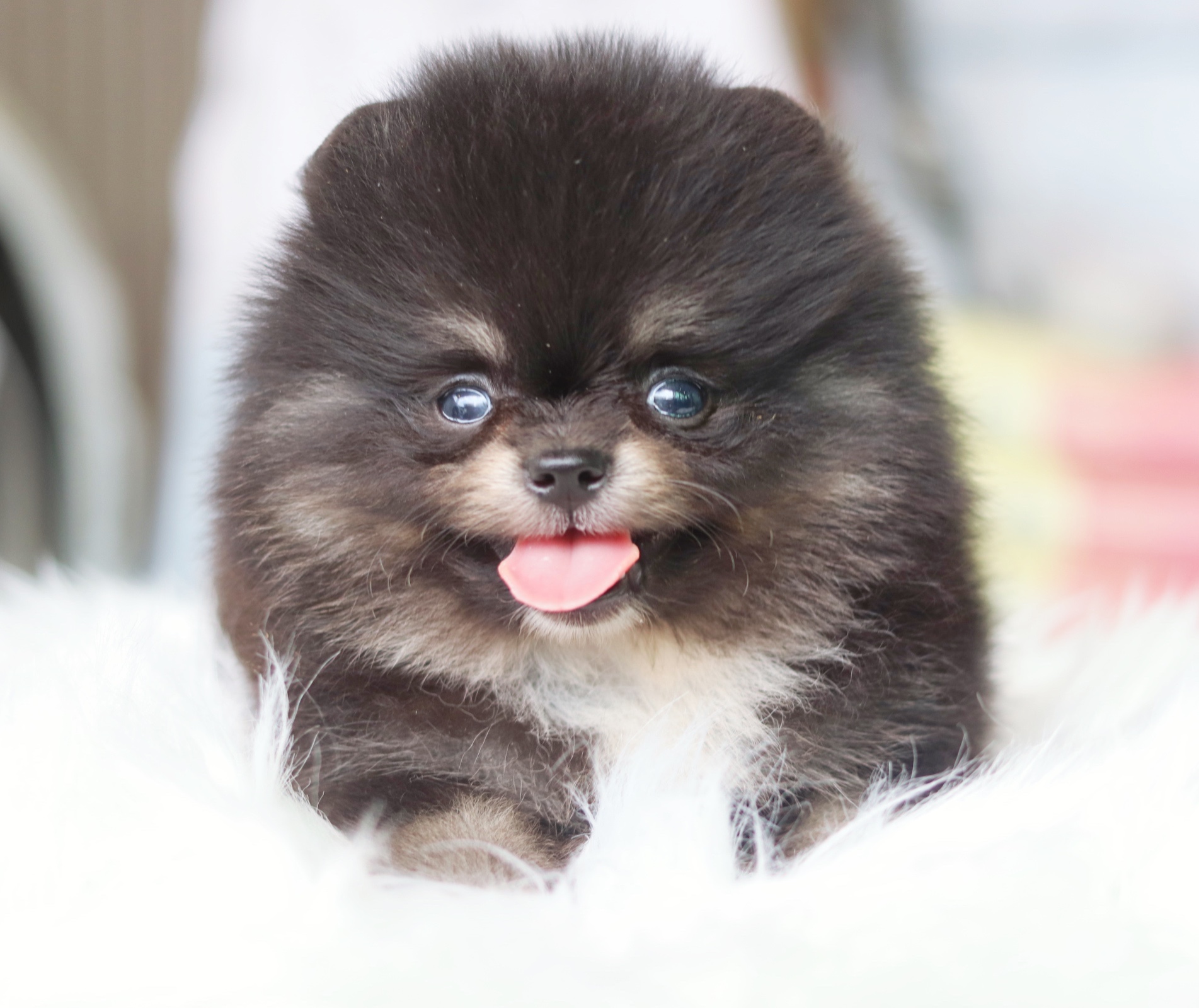 ปอมเมอเรเนียน เพศผู้ สีแบล็คแทน