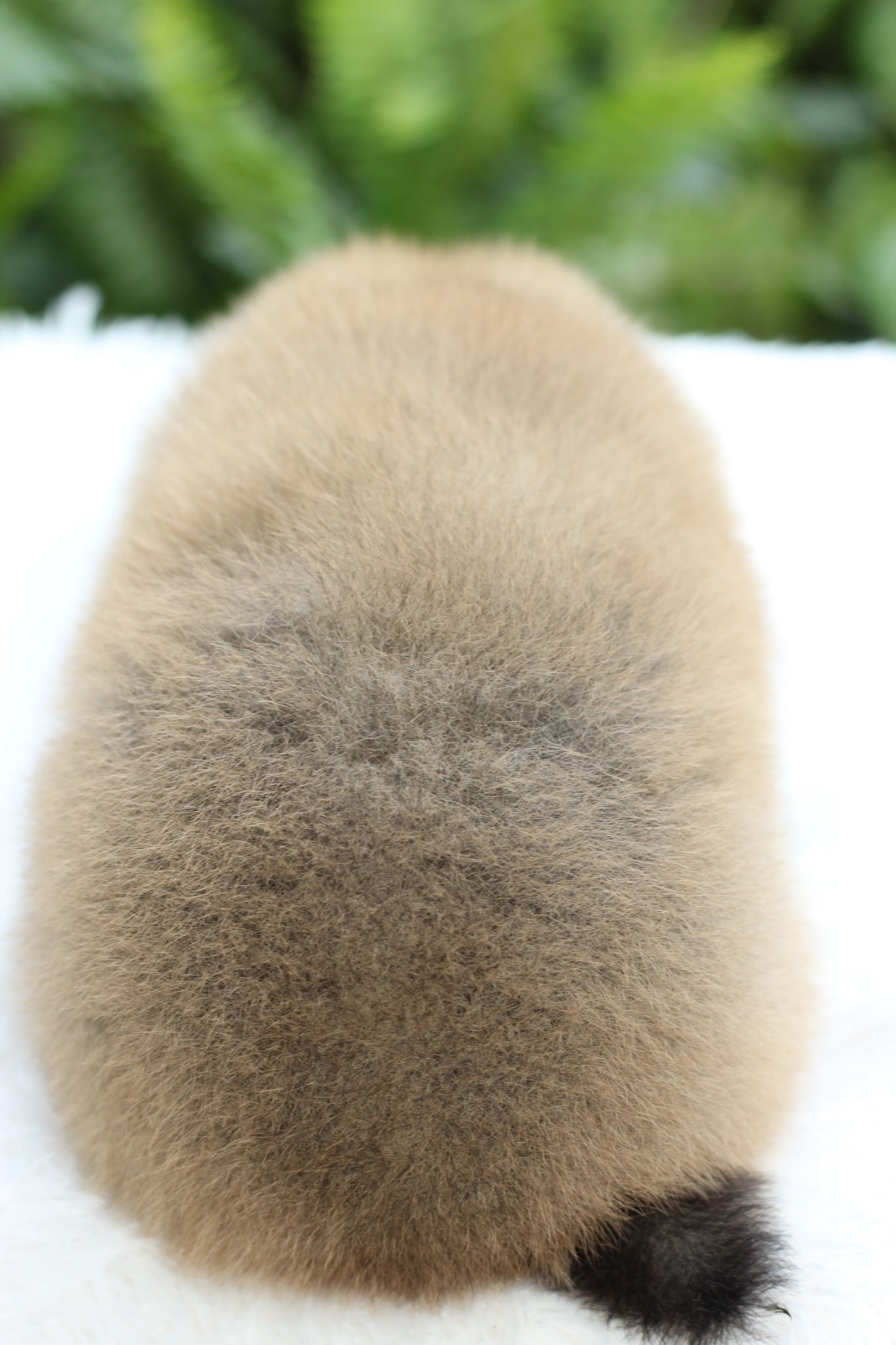 ปอมเมอเรเนียน เพศผู้ สีส้ม