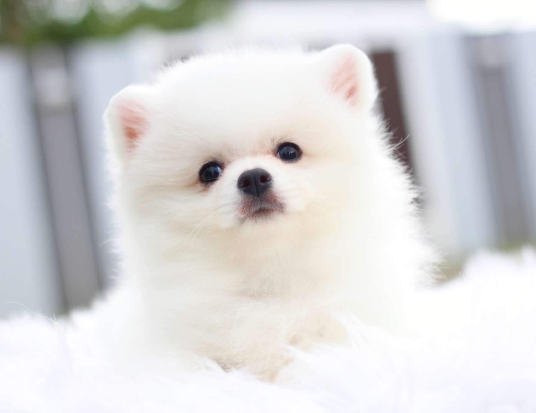 ปอมเมอเรเนียน เพศเมียสีขาวครีม