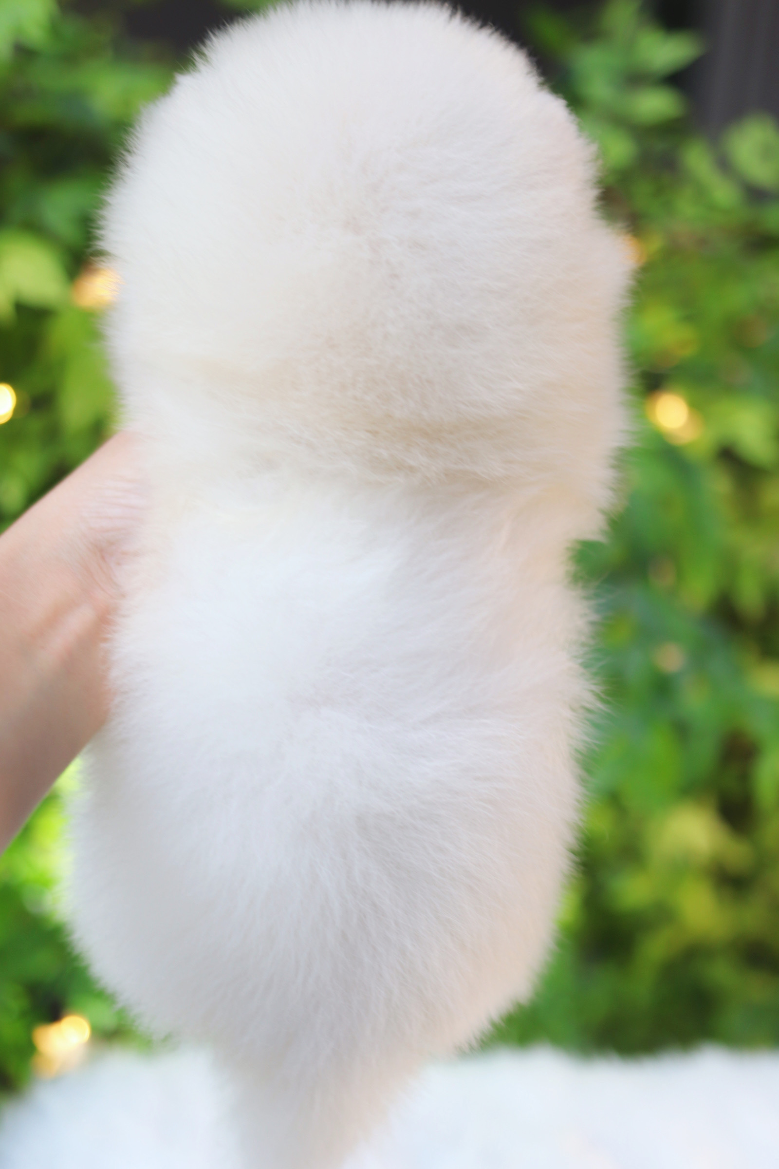 ปอมเมอเรเนียน เพศเมียสีขาวครีม เกรดโชว์