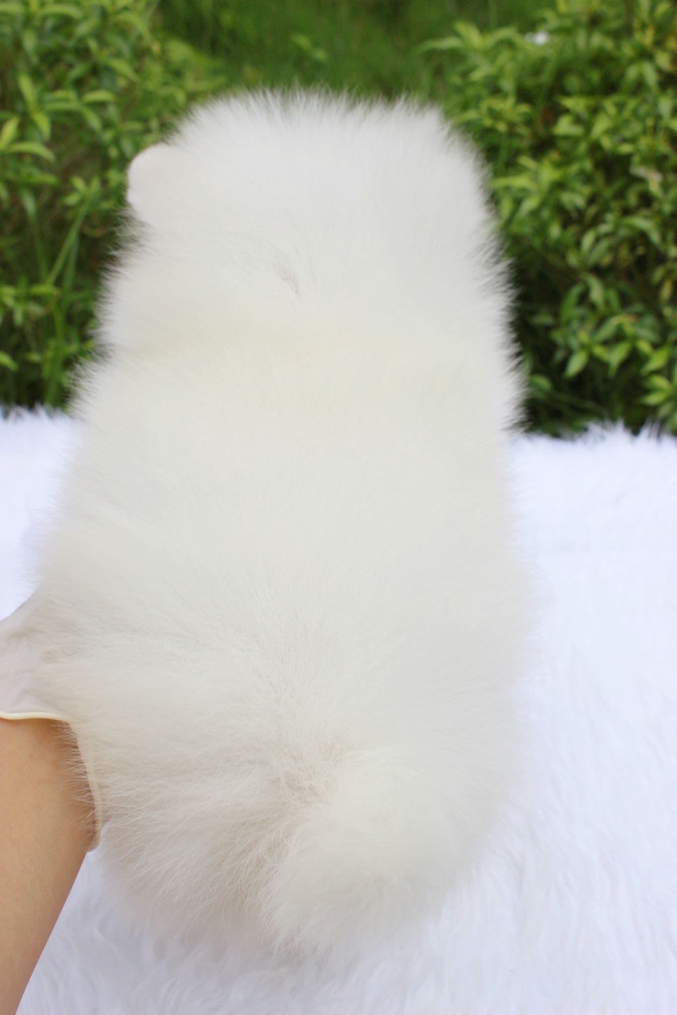 ปอมเมอเรเนียน เพศผู้ขาวครีม