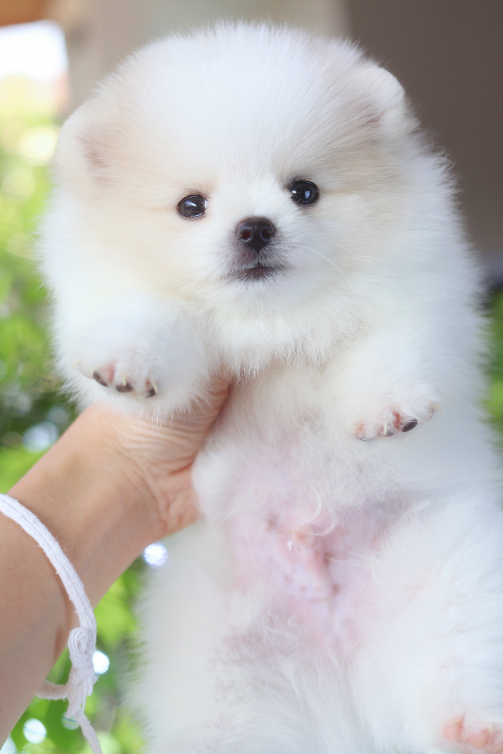 ปอมเมอเรเนียน เพศผู้ สีขาวครีม