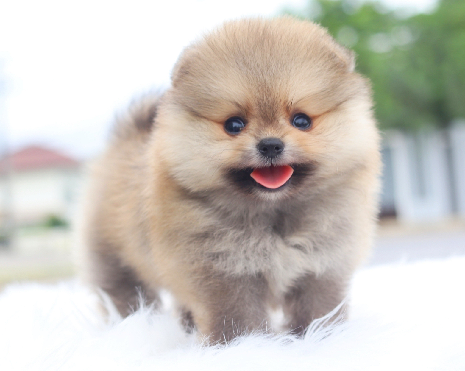 ปอมเมอเรเนียน เพศผู้สีส้ม