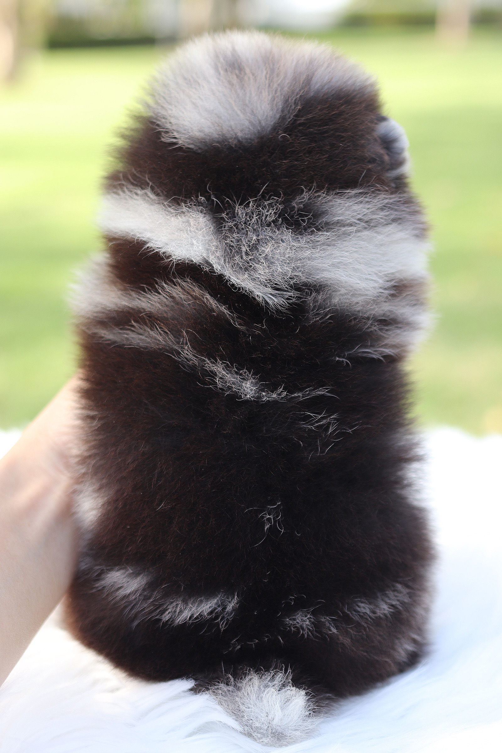 ปอมเมอเรเนียน เพศผู้ สีเมอร์เร่เกรดโชว์