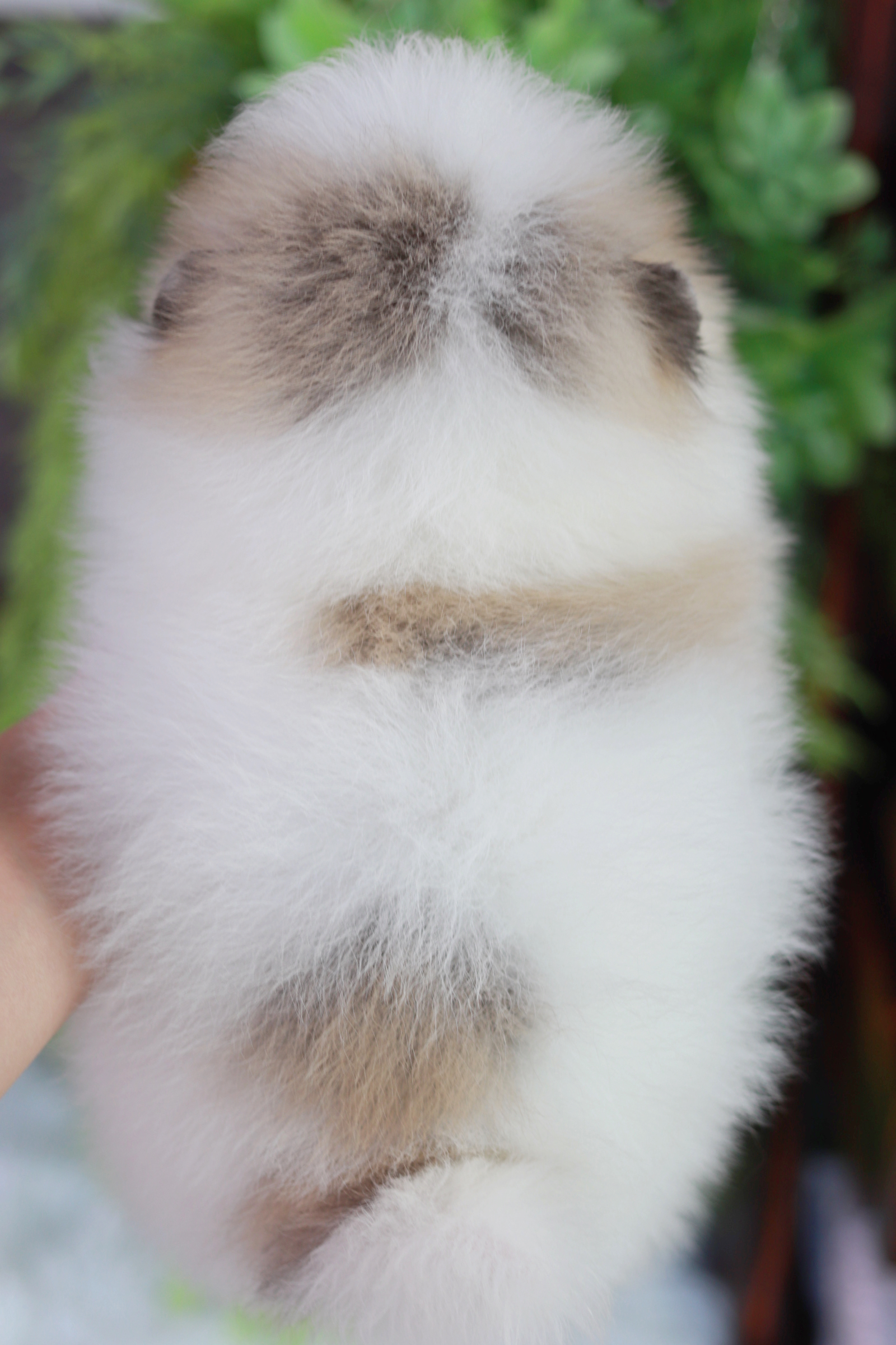 ปอมเมอเรเนียน เพศผู้