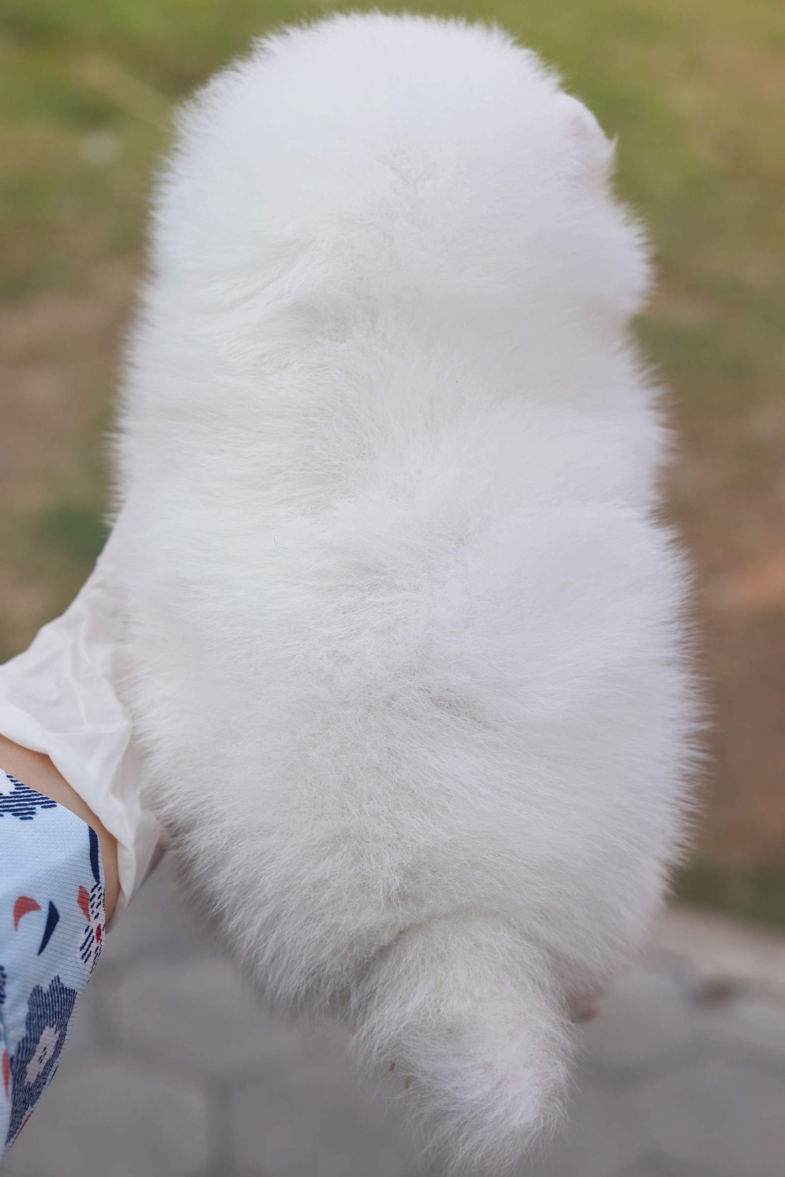 ปอมเมอเรเนียน เพศเมีย ขาวสำลี