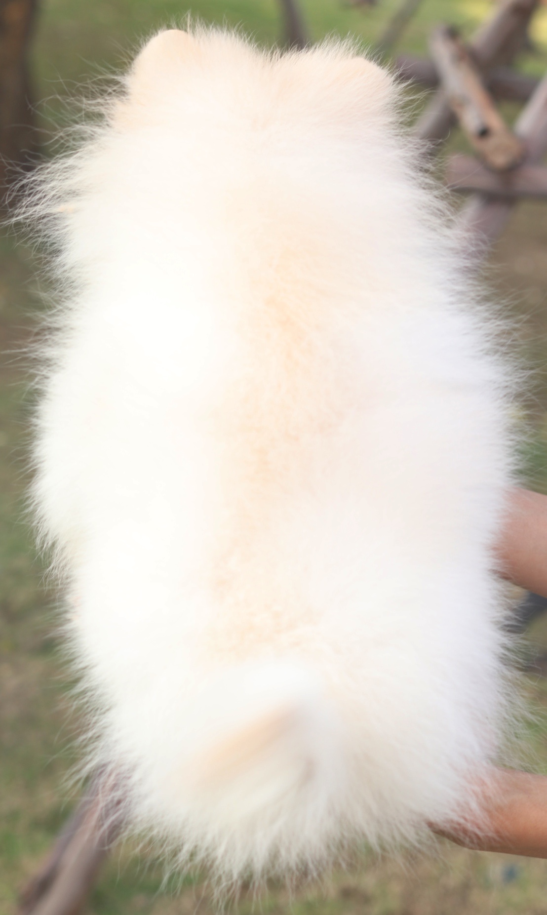 ปอมเมอเรเนียน เพศผู้ สีขาวครีมไซส์เล็ก