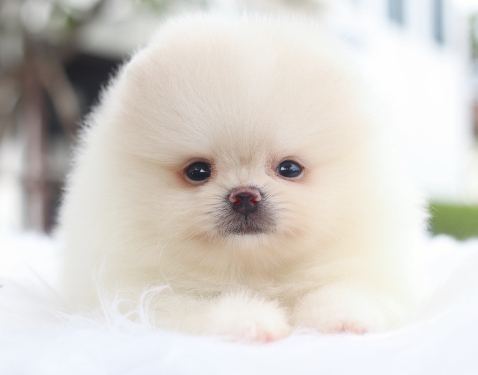 ปอมเมอเรเนียน เพศผู้สีขาวครีม