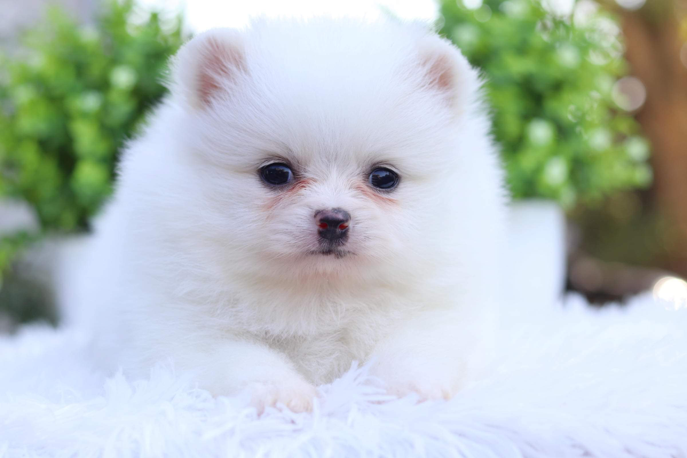 ปอมเมอเรเนียน เพศเมีย