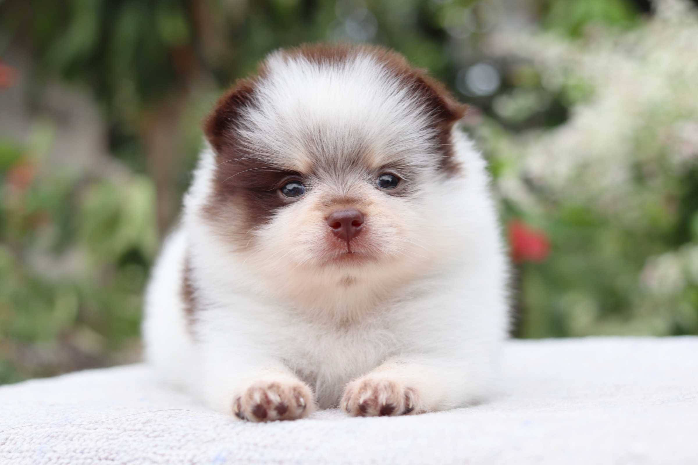 ปอมเมอเรเนียน เพศผู้ ปาร์ตี้ช็อคแทน