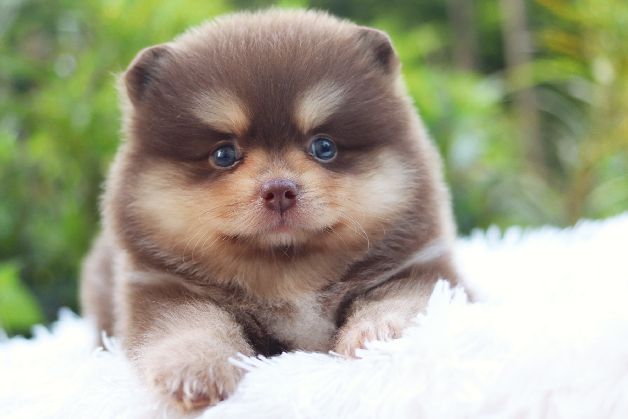 ปอมเมอเรเนียน เพศเมียสีช็อคแทน