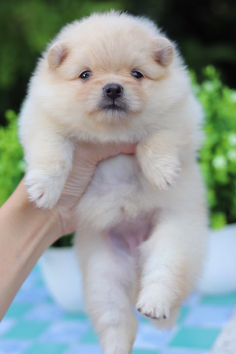 ปอมเมอเรเนียน เพศเมีย