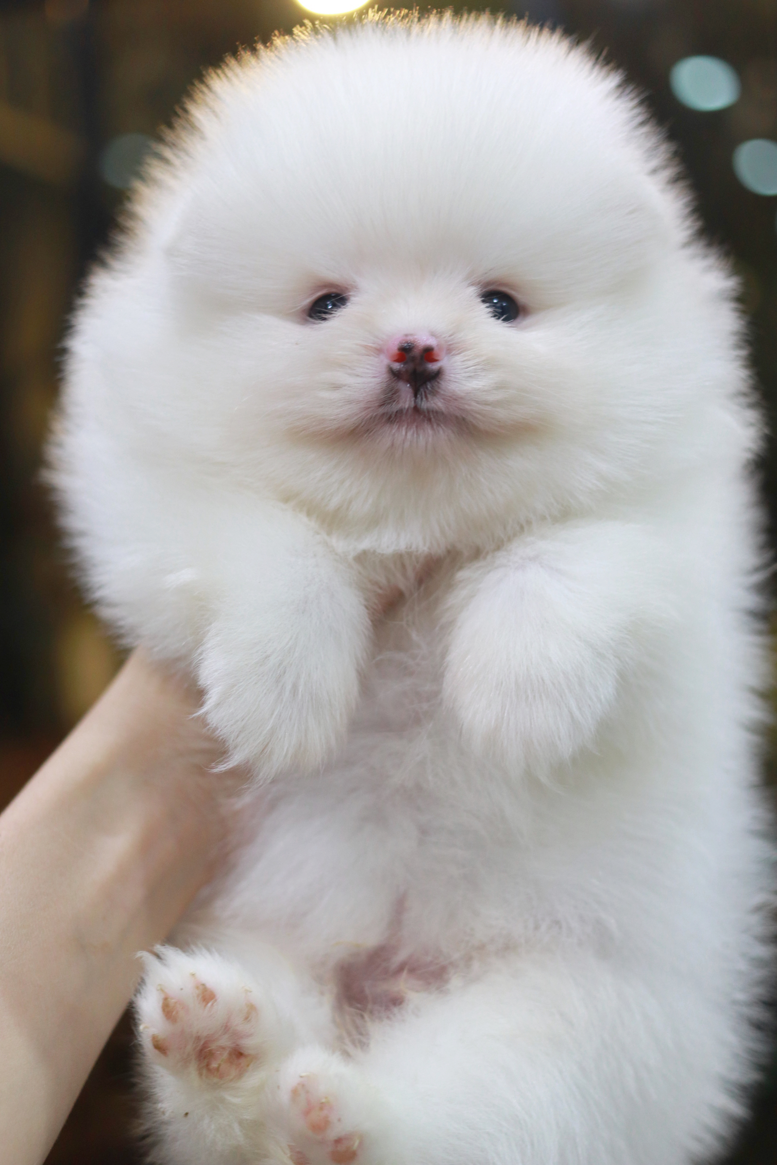 ปอมเมอเรเนียน เพศผู้ ขาว