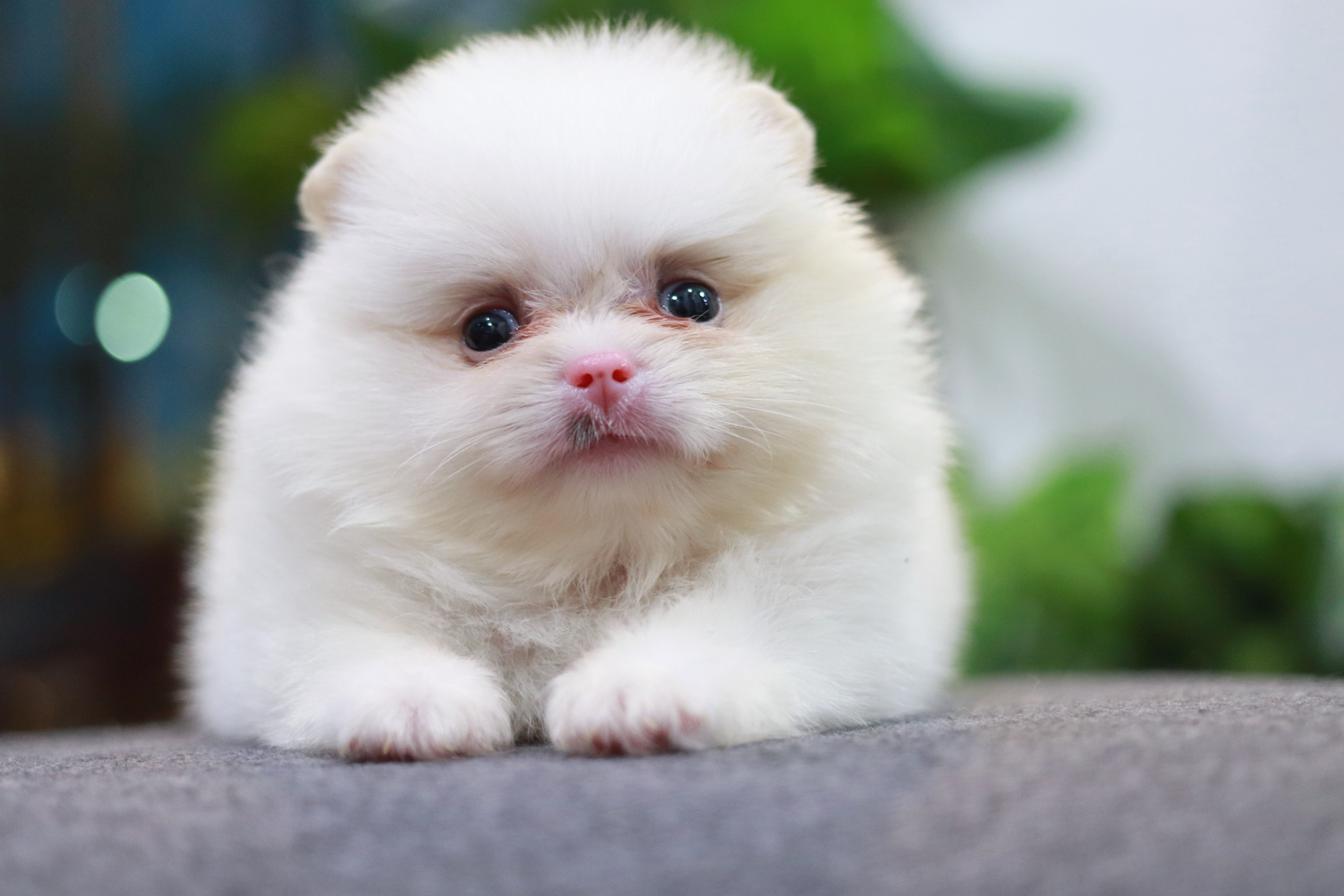 ปอมเมอเรเนียน เพศเมีย