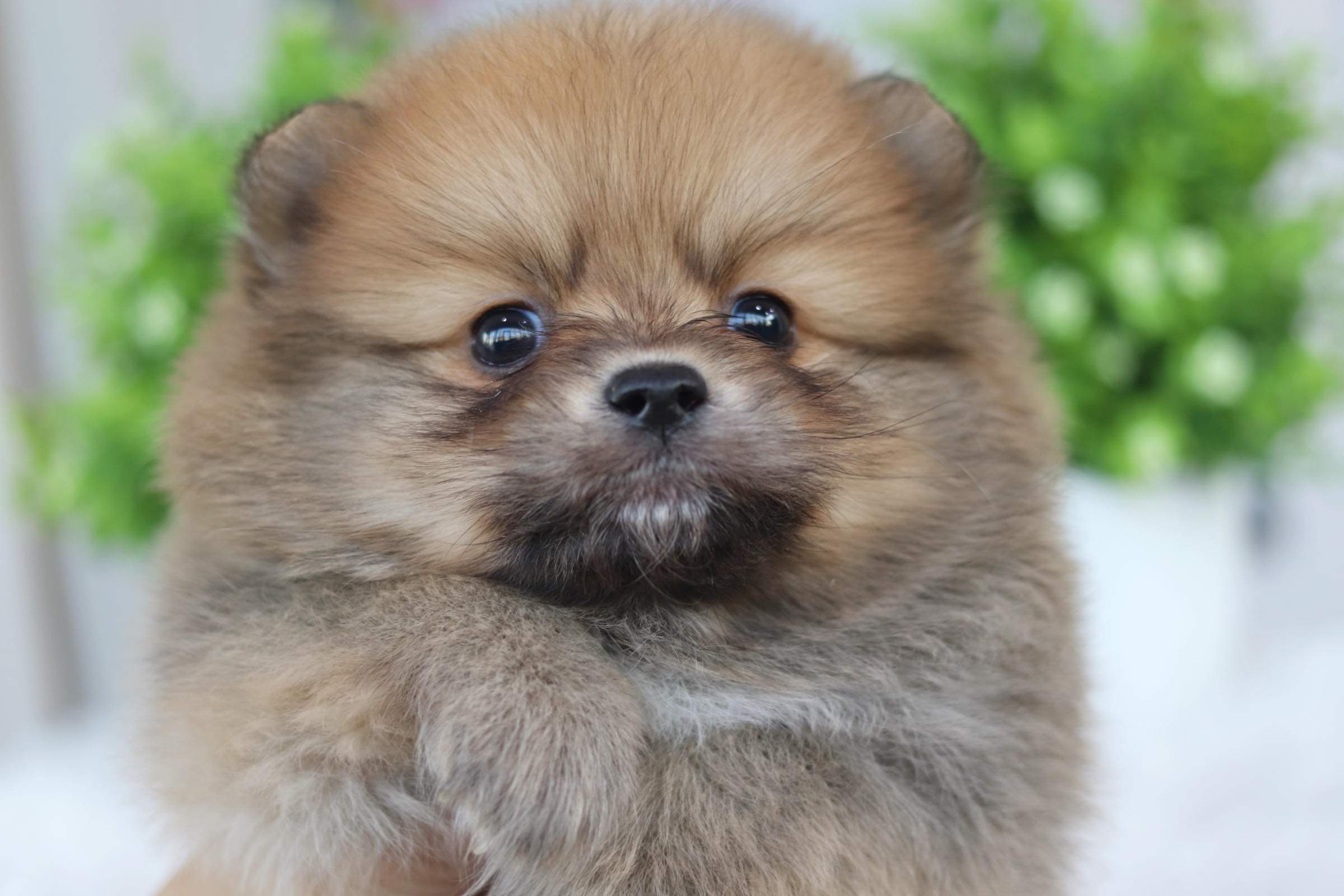 ปอมเมอเรเนียน เพศผู้