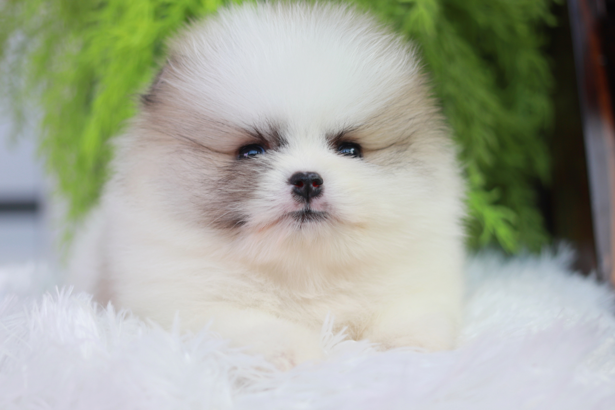 ปอมเมอเรเนียน เพศผู้