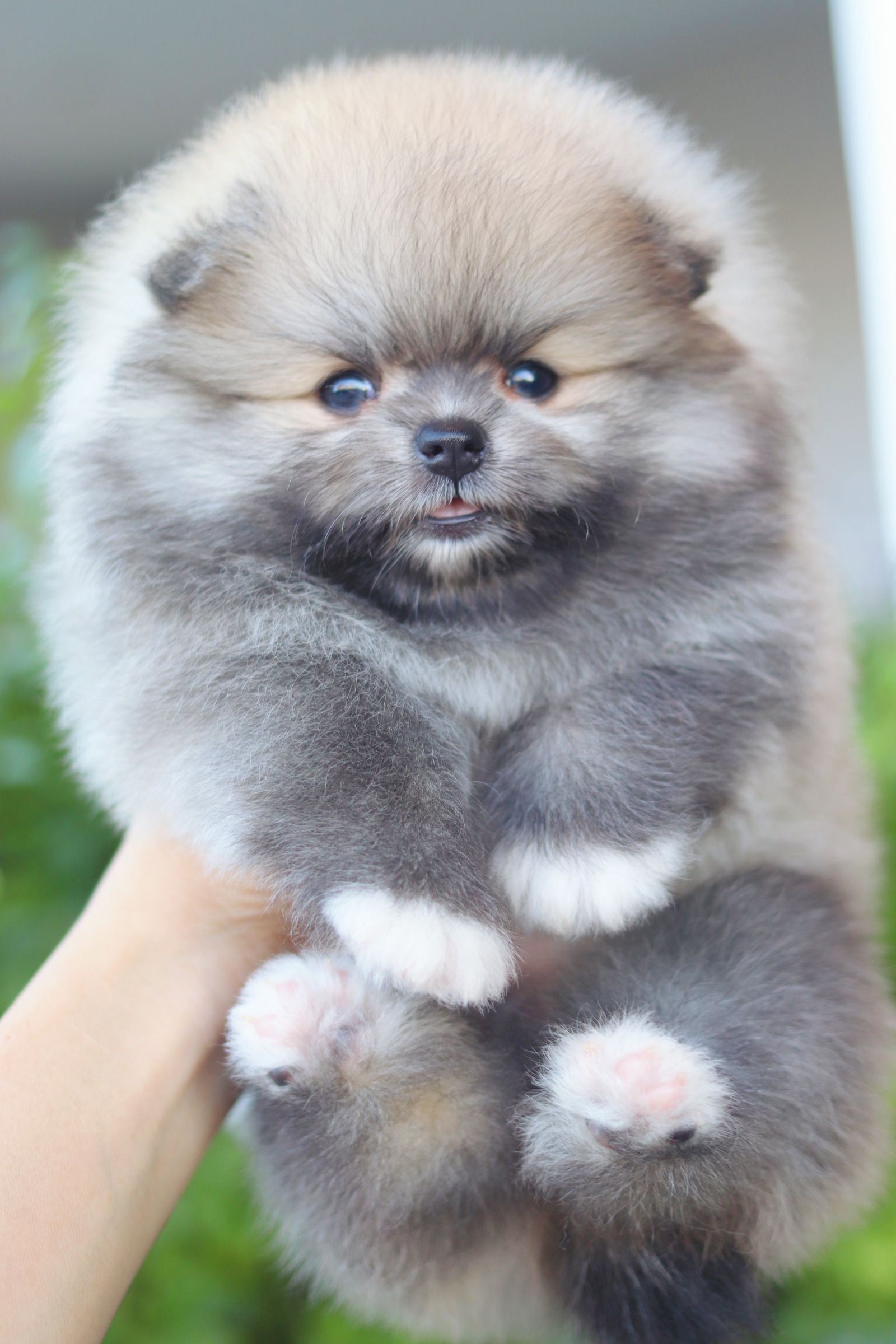 ปอมเมอเรเนียน เพศเมียสีส้ม