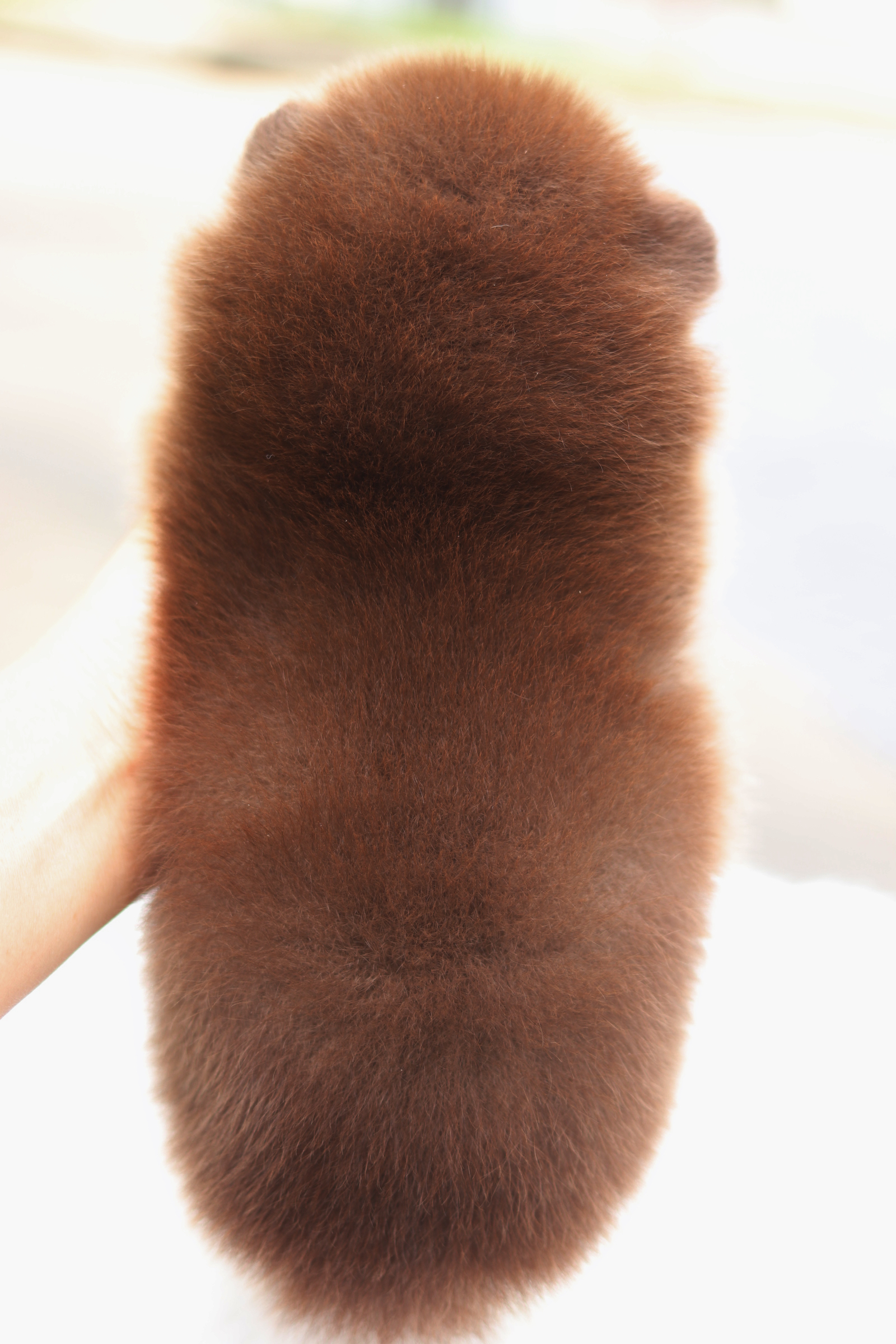 ปอมเมอเรเนียน เพศผู้สีช็อคแทน