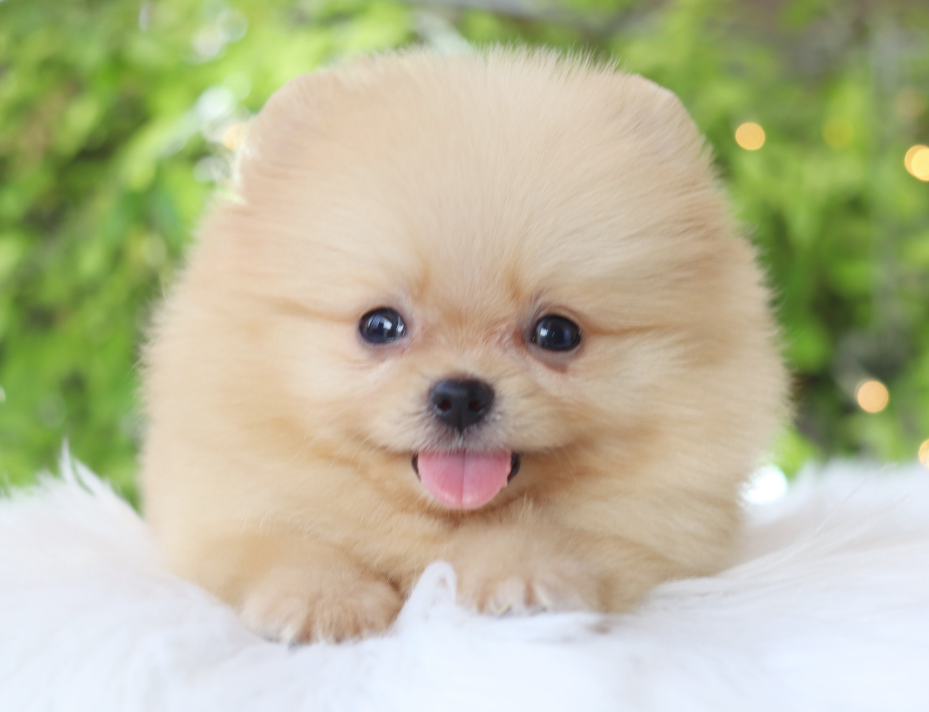 ปอมเมอเรเนียน เพศผู้สีครีม