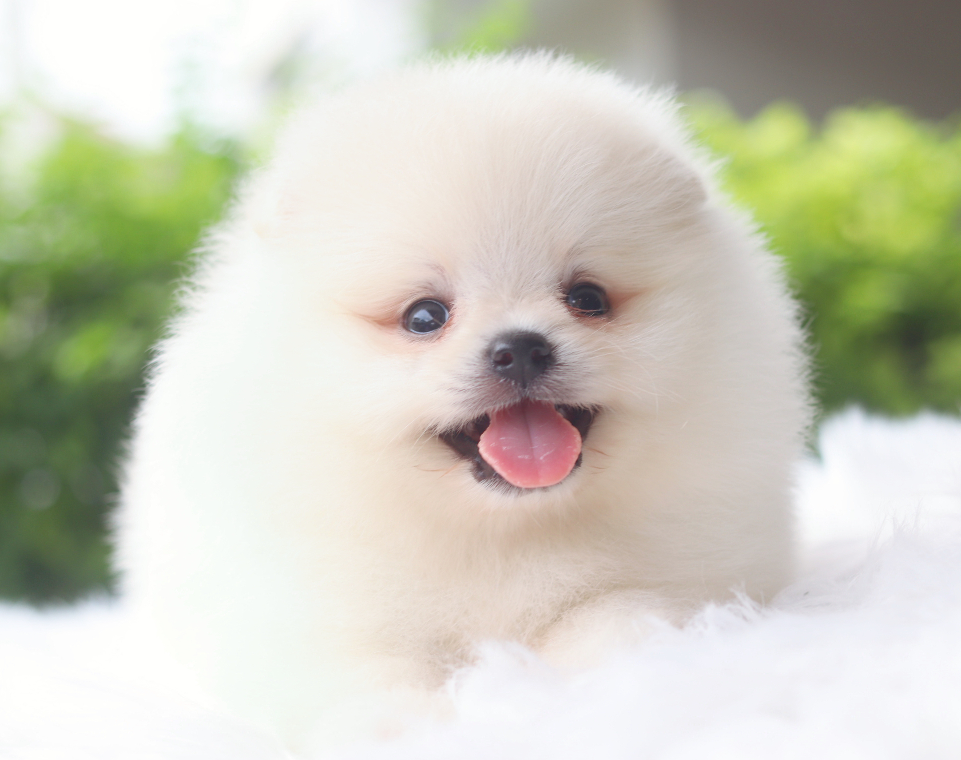 ปอมเมอเรเนียน เพศผู้ สีขาวครีมเกรดโชว์