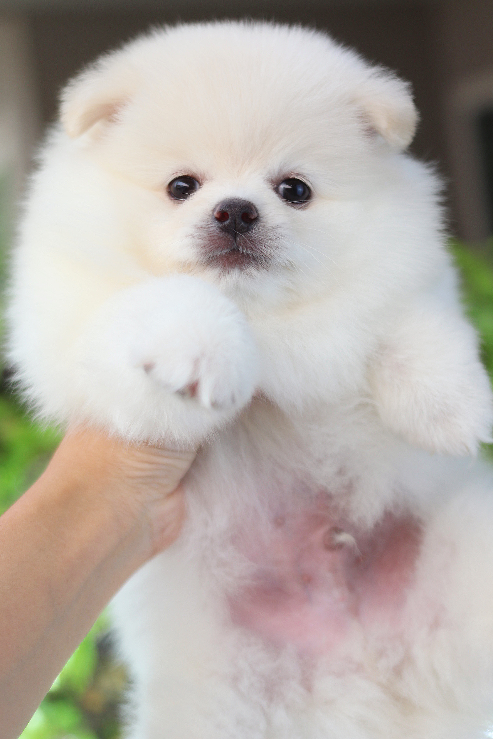 ปอมเมอเรเนียน เพศผู้ สีขาวครีม