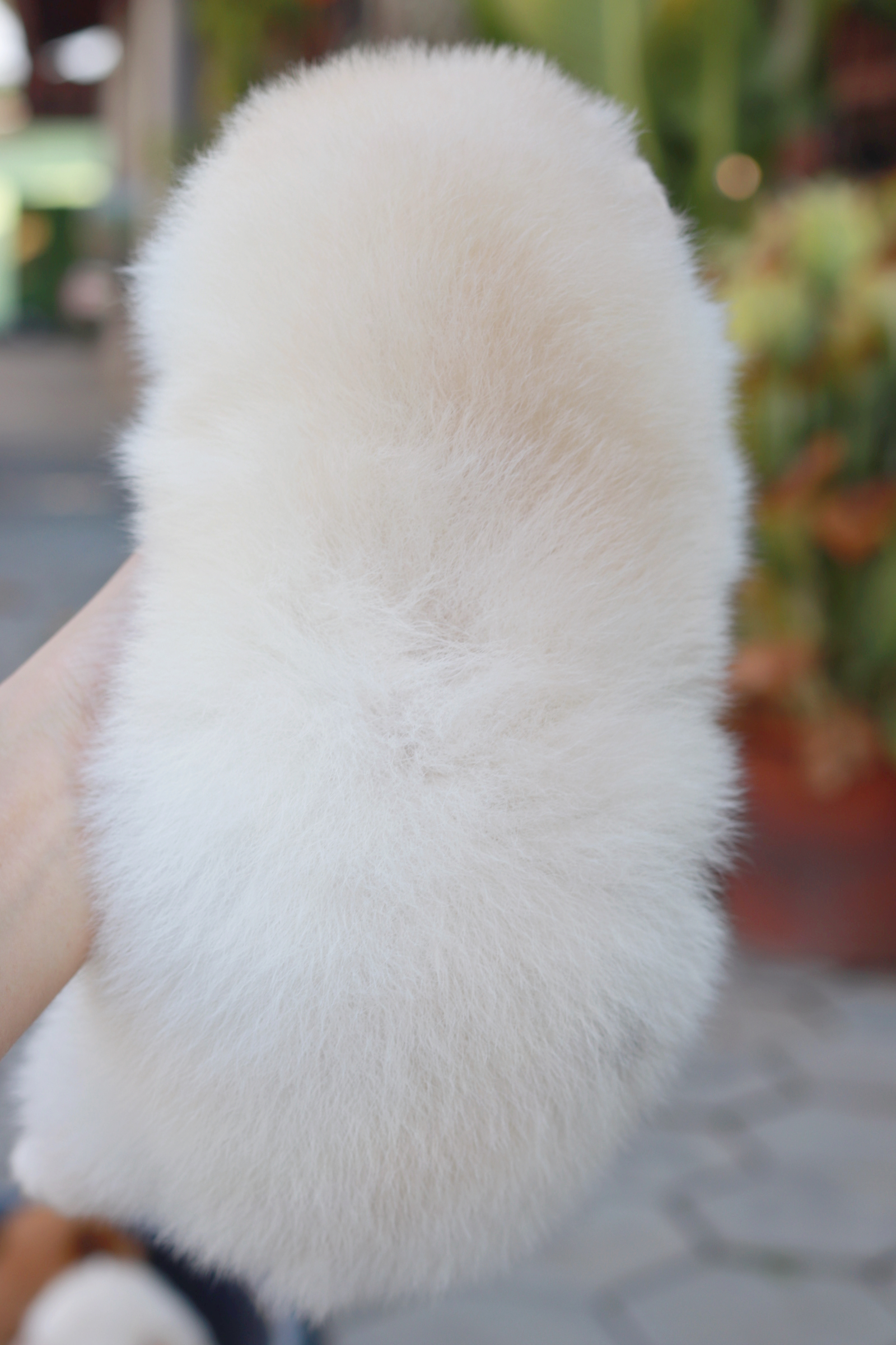 ปอมเมอเรเนียน เพศผู้ สีขาวครีม