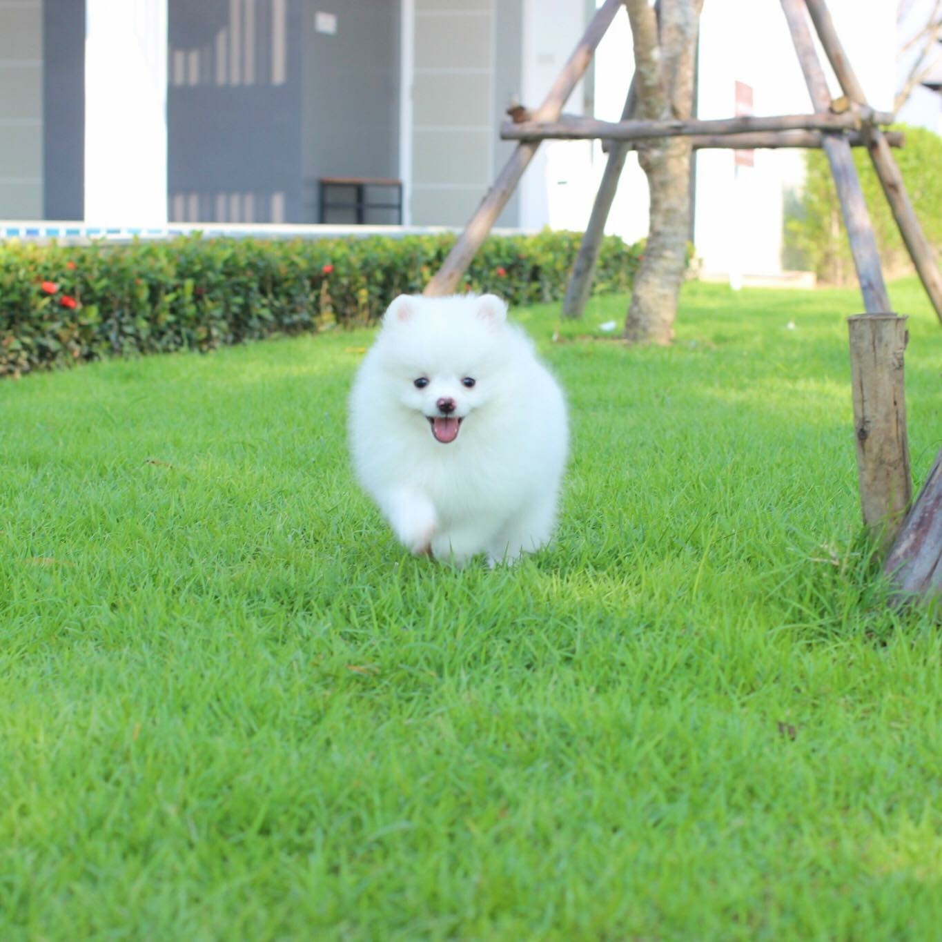 ปอมเมเรเนียน เพศเมีย