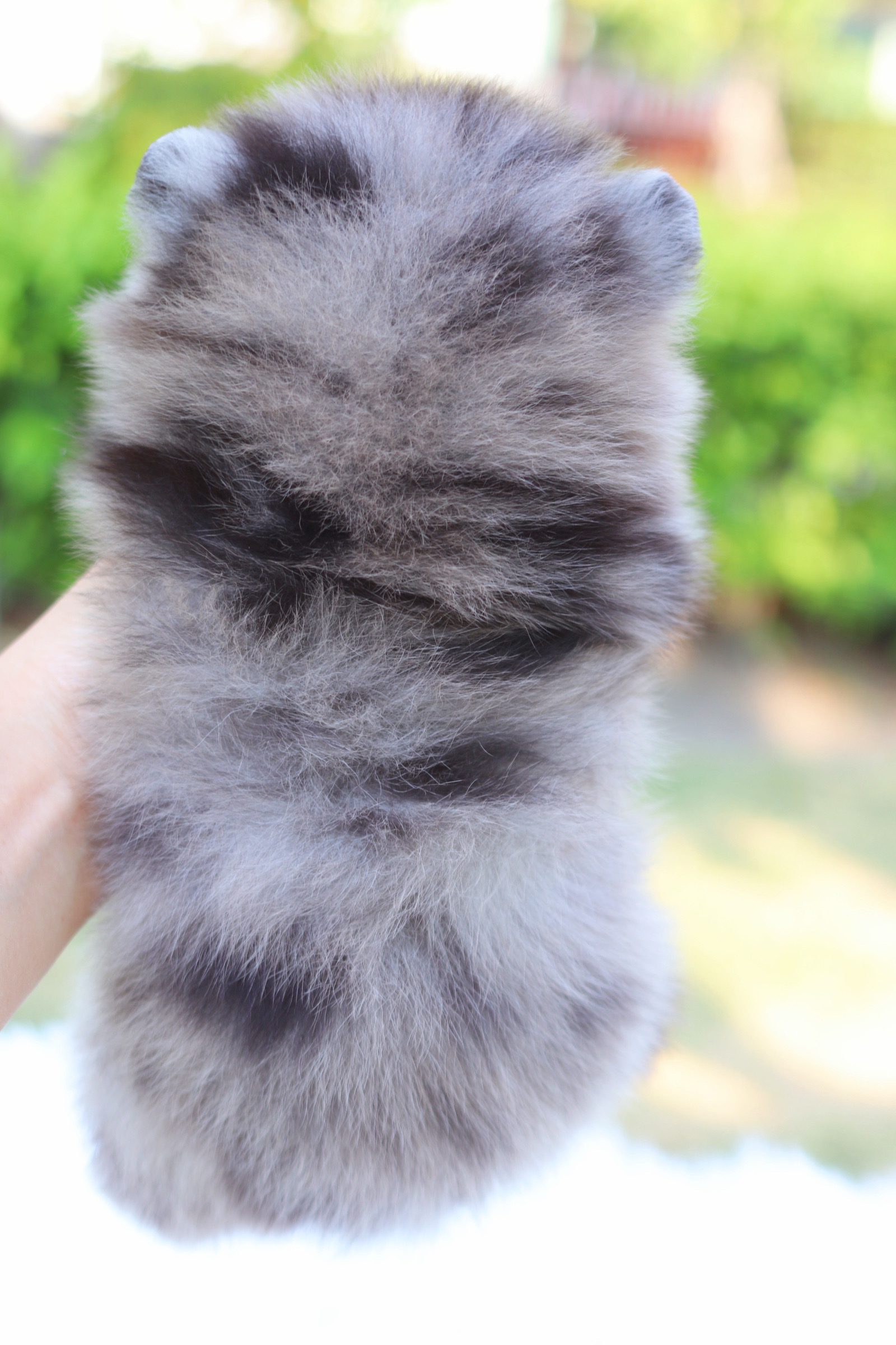 ปอมเมอเรเนียน เพศเมีย สีเมอร์เร่