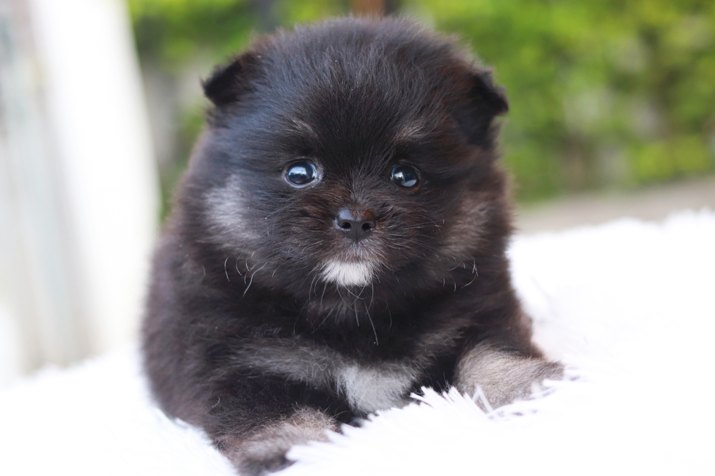 ปอมเมอเรเนียน เพศเมีย