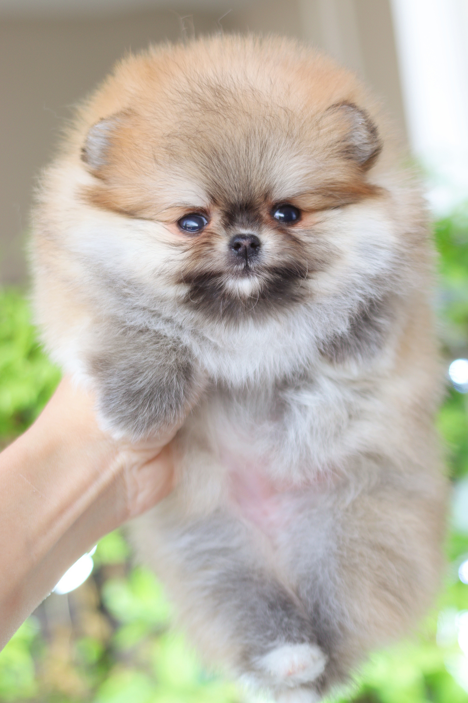 ปอมเมอเรเนียน เพศเมียสีส้ม เกรดโชว์