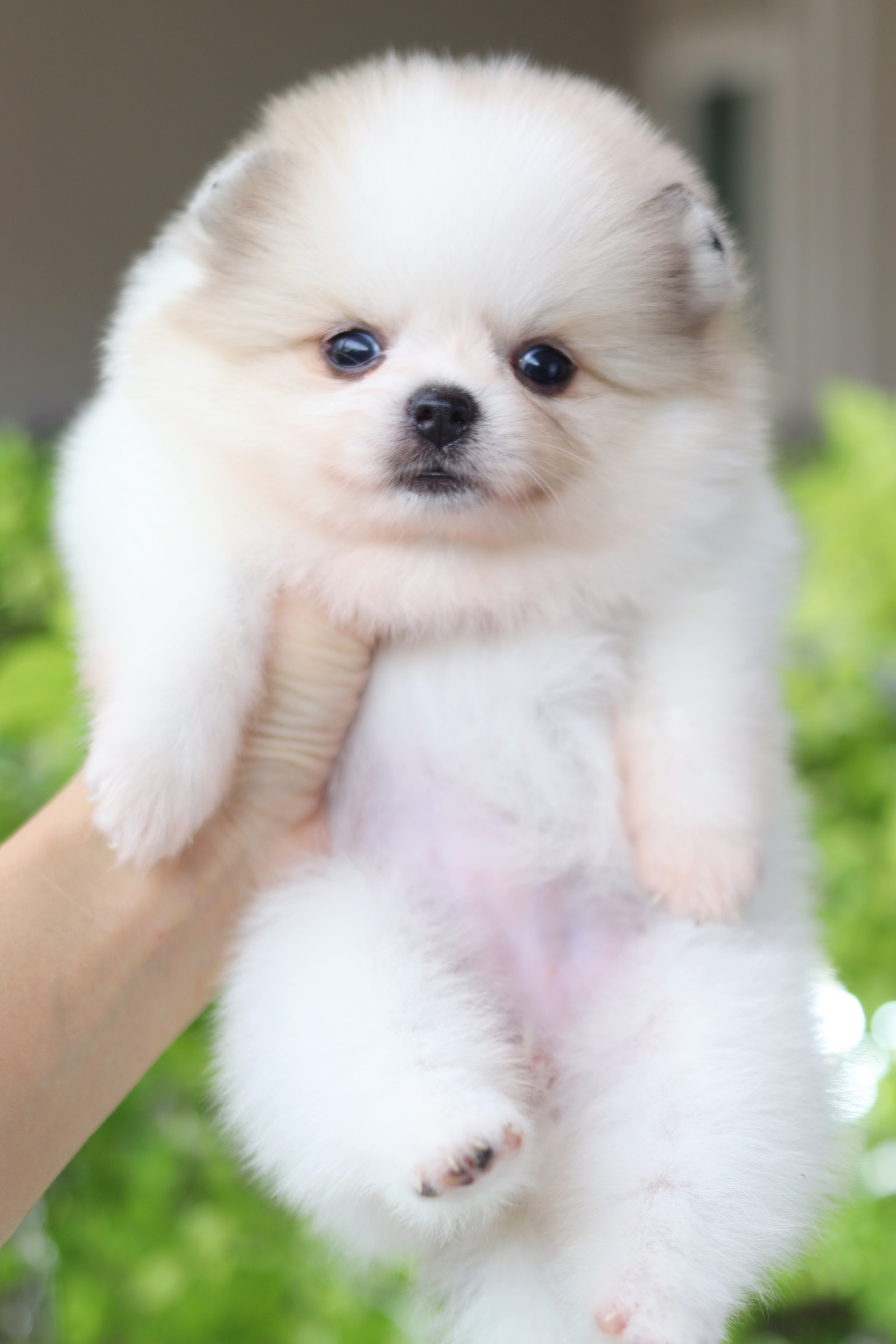 ปอมเมอเรเนียน เพศเมียสีแฟนซี