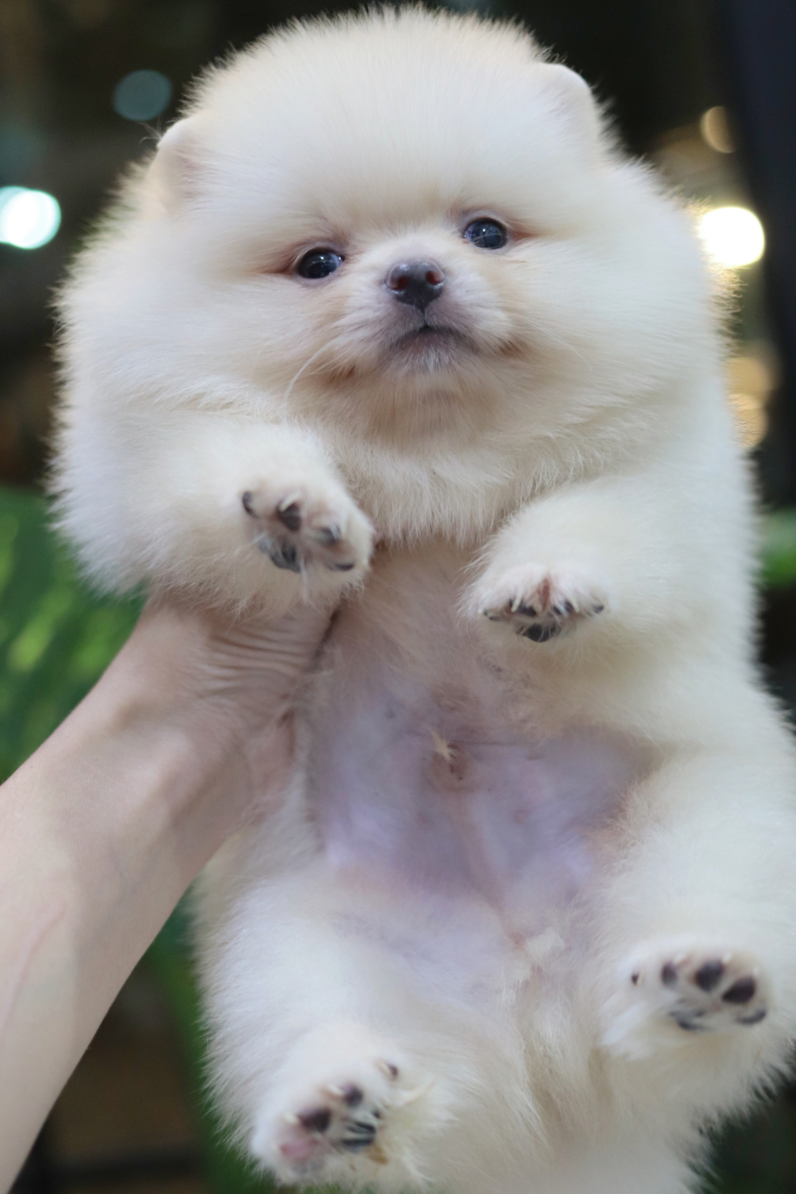 ปอมเมอเรเนียน เพศผู้สีครีม