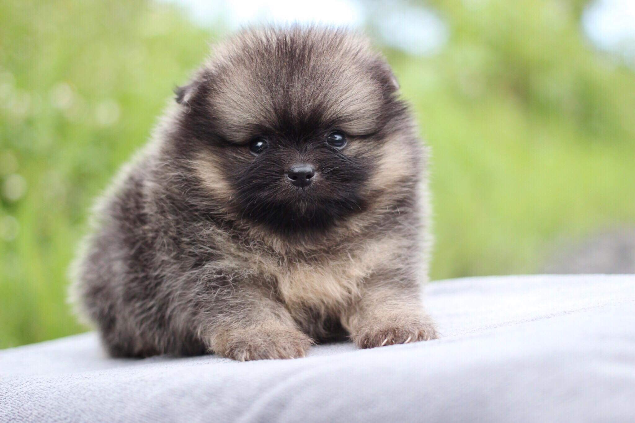 ปอมเมอเรเนียน เพศผู้ปาตี้