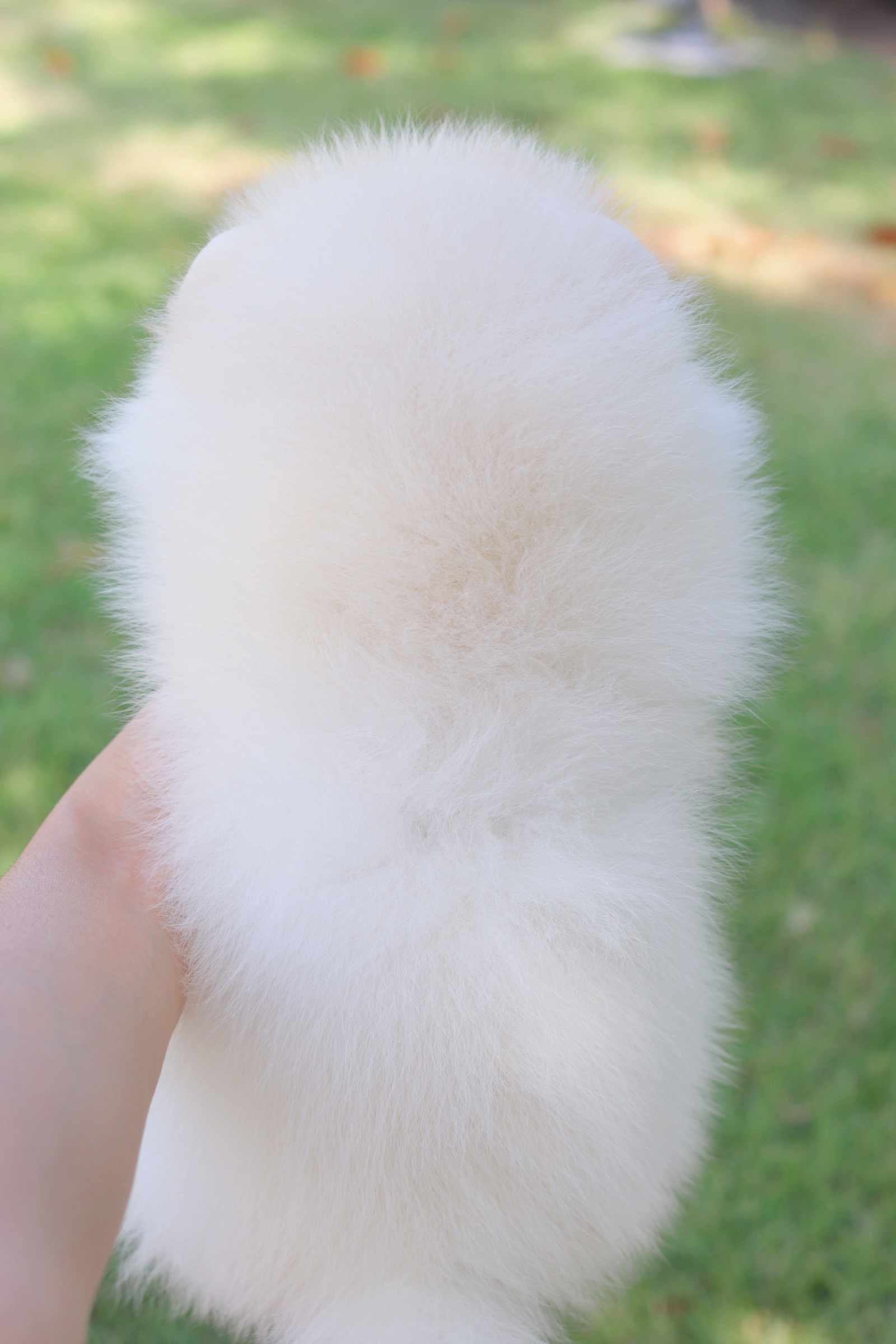 ปอมเมอเรเนียน เพศผู้สีขาวครีม