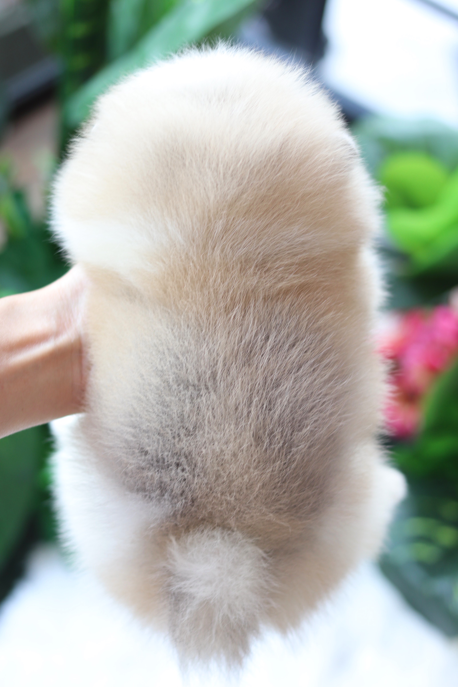 ปอมเมอเรเนียน เพศเมียแฟนซี