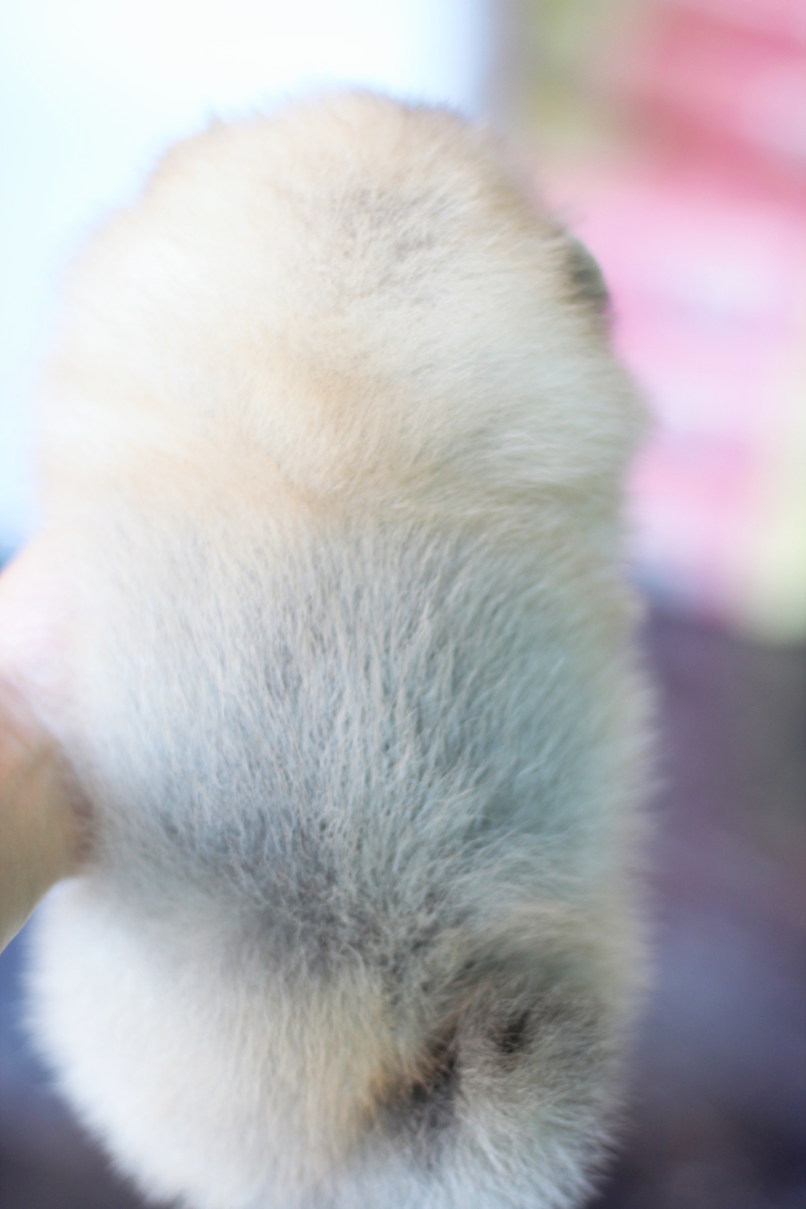 ปอมเมอเรเนียน เพศเมียสีส้มเกรดโชว์