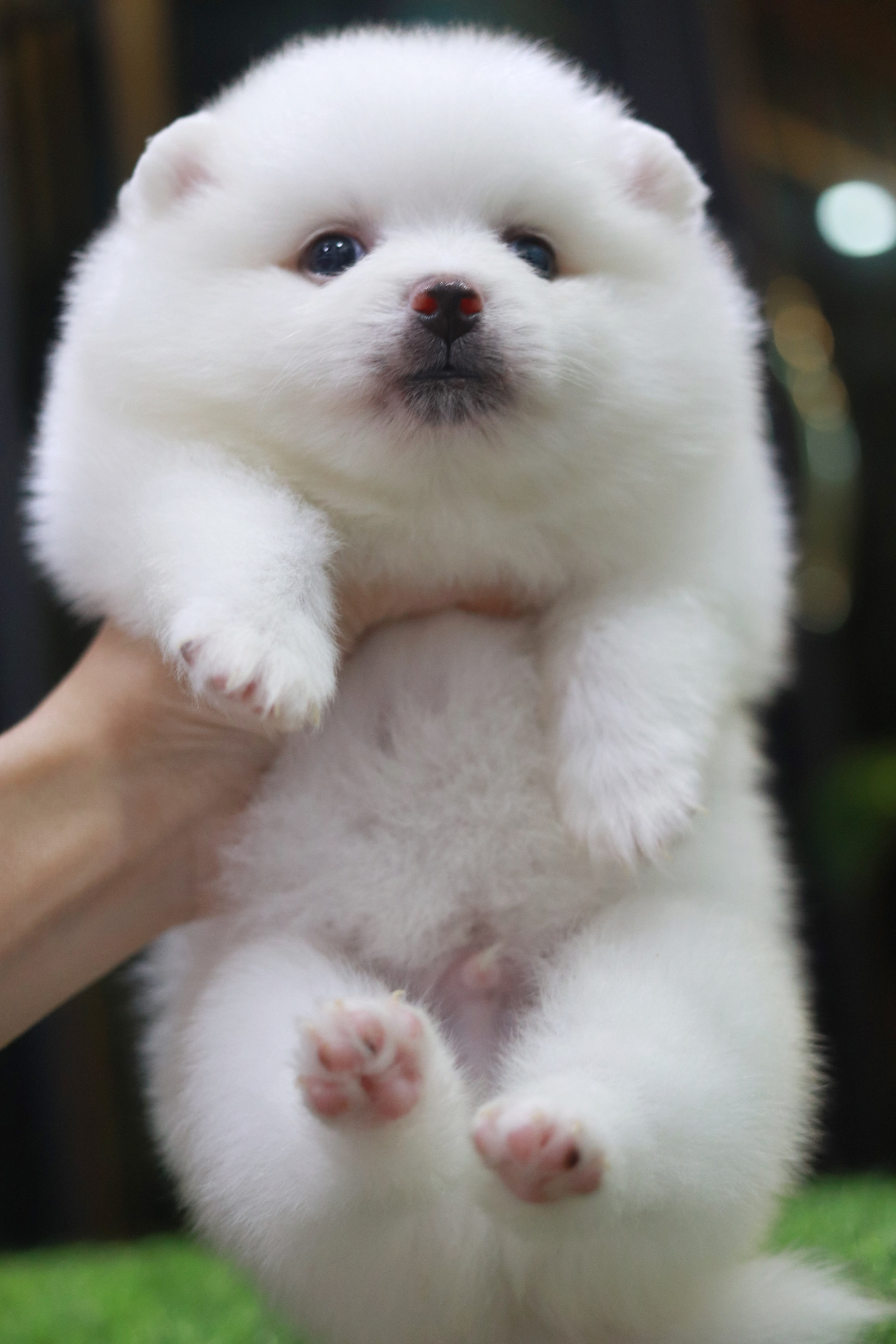 ปอมเมอเรเนียน เพศผู้ สีขาว