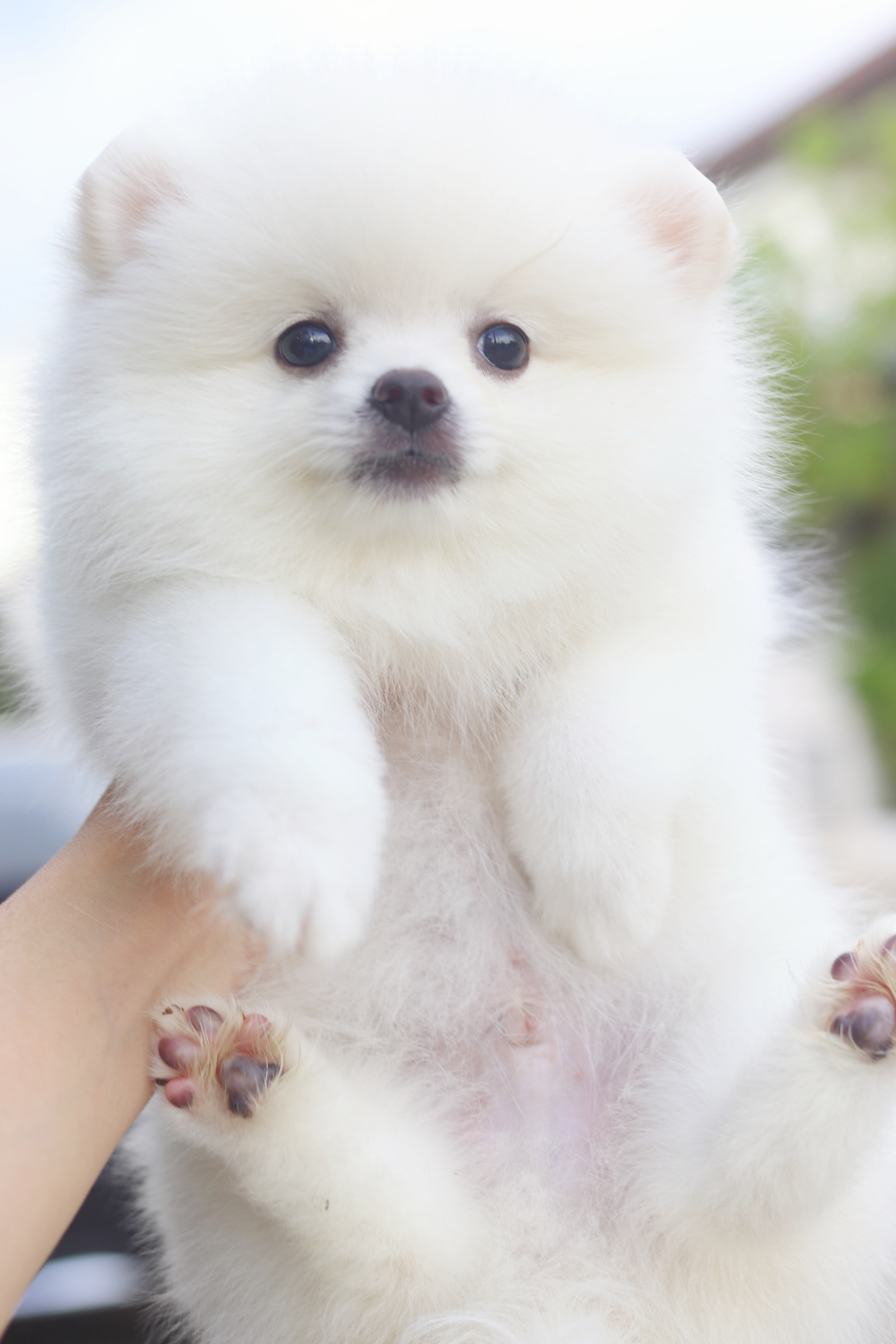 ปอมเมอเรเนียน เพศผู้สีขาวครีม