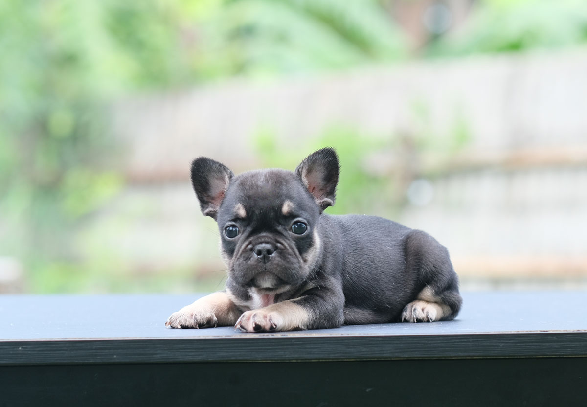 ตัวเมียสี BlackTan ตัวเล็กสั้น หัวโต ตำแหน่งสีแทนสวยเด่น สเปคนี้โตไปสวยสง่าจูงไม่อายใครแน่นอน, ได้รับการฉีดวัคซีนรวมป้องกัน5โรค ,สุนัขร่างกายสมบูรณ์แข็งแรง สุขภาพจิตดีทุกตัว 092-9918888